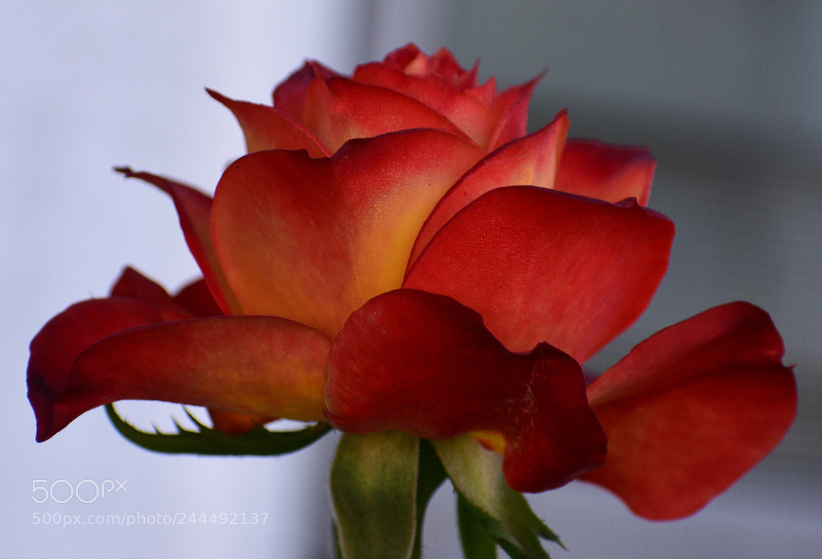Nikon D7200 sample photo. A beautiful red rose photography