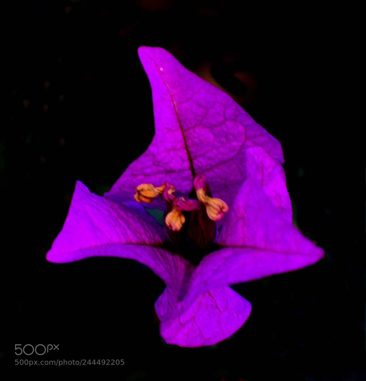 Nikon D7200 sample photo. A nice purple flower photography