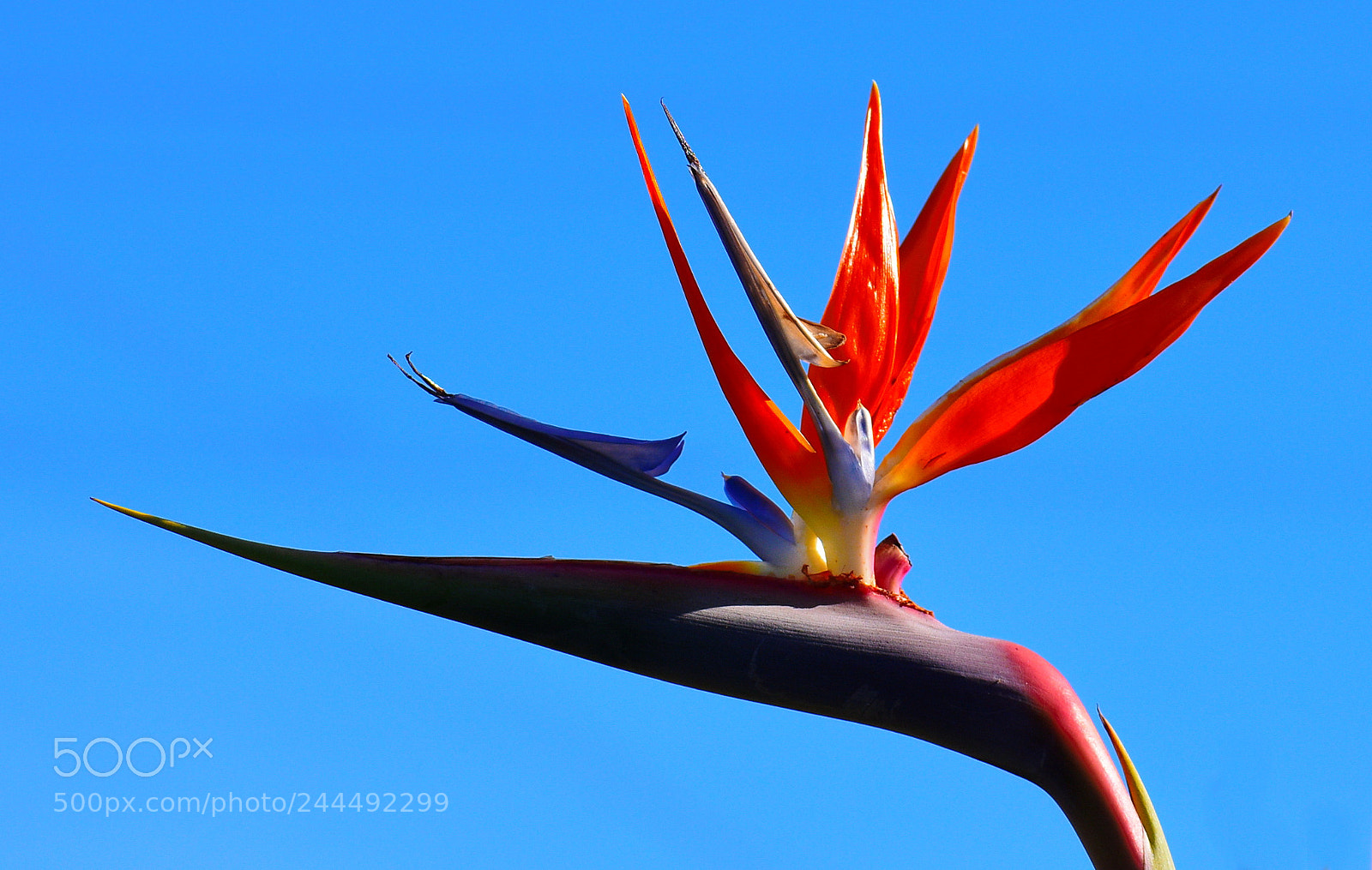 Nikon D7200 sample photo. Bird of paradise in photography