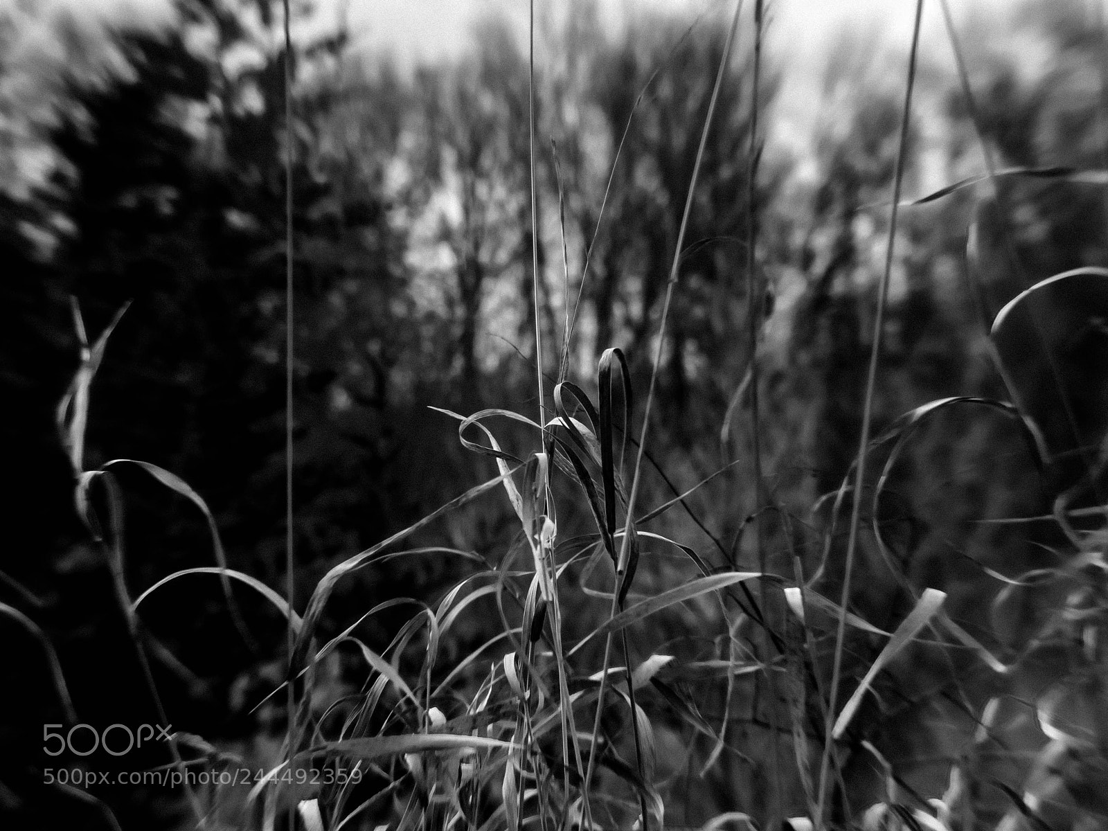 Canon PowerShot G12 sample photo. Mandan park am photography