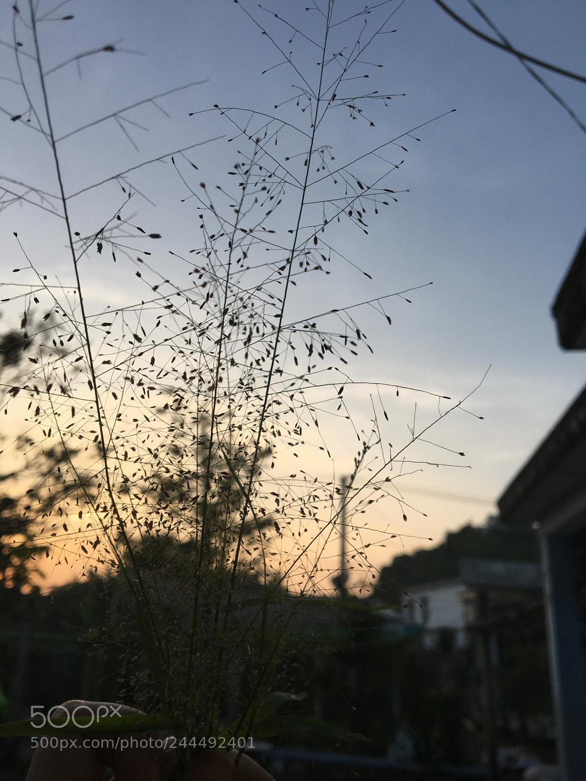 Apple iPhone 6s sample photo. Untitled photography