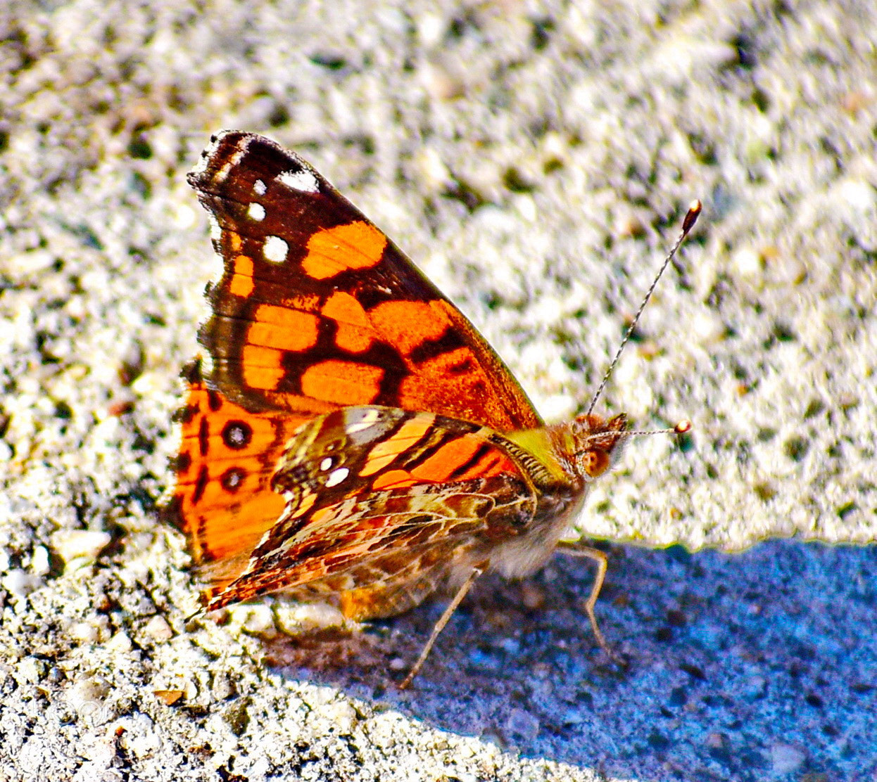 Nikon D7200 sample photo. Butterfly on the beach photography