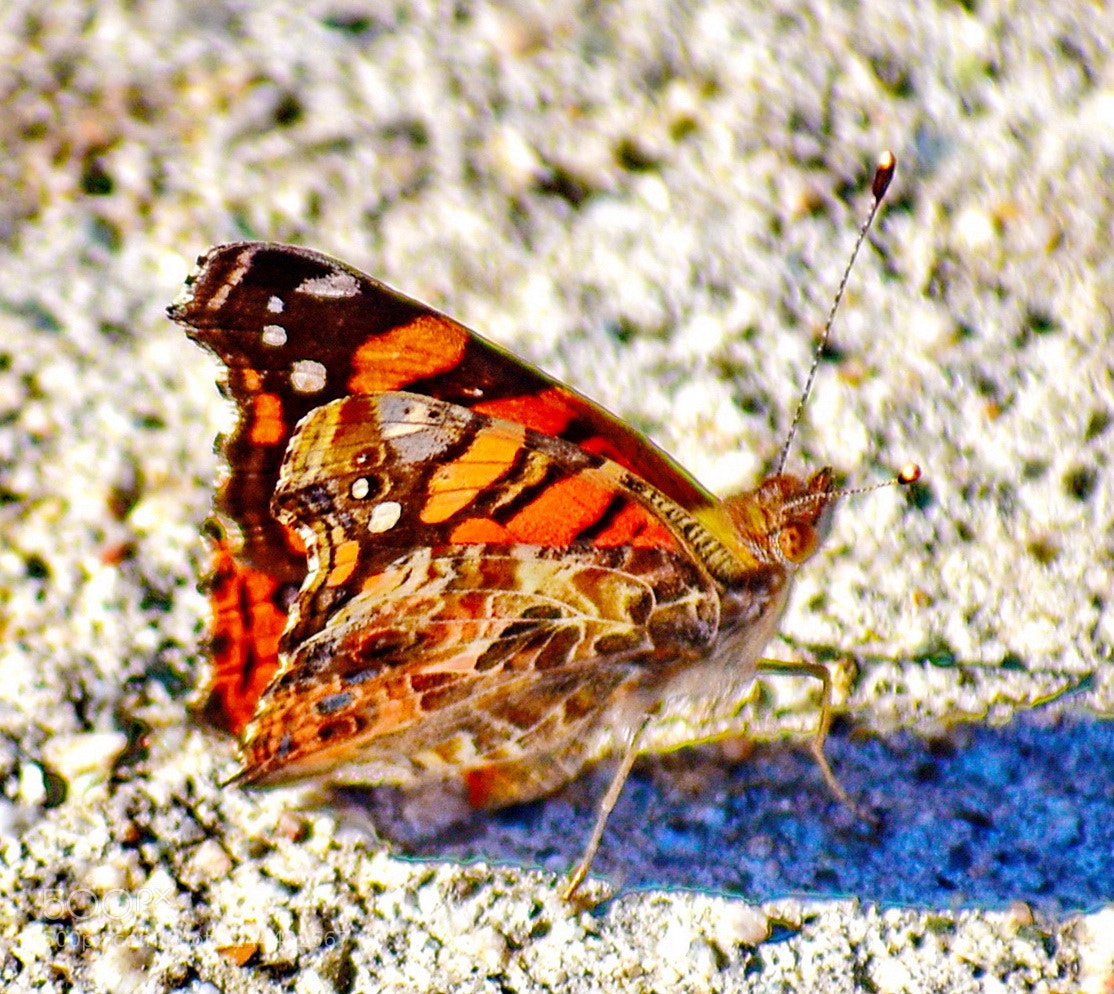Nikon D7200 sample photo. Butterfly on the beach photography