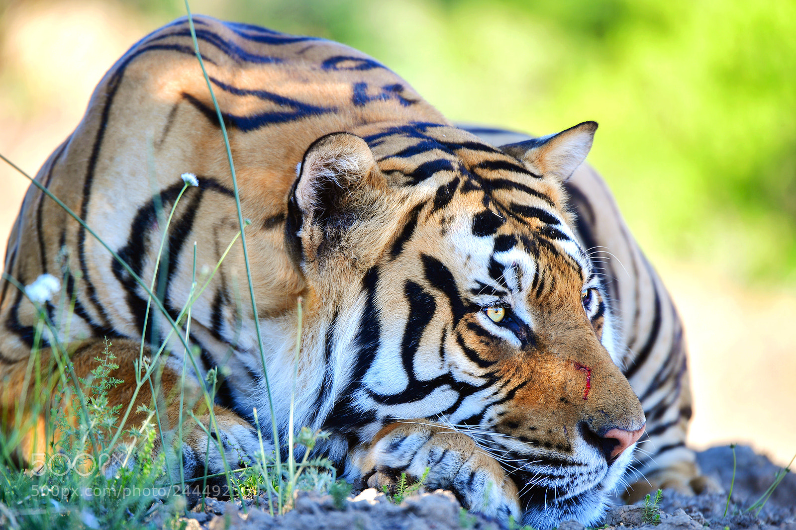 Nikon D5 sample photo. Big cat photography