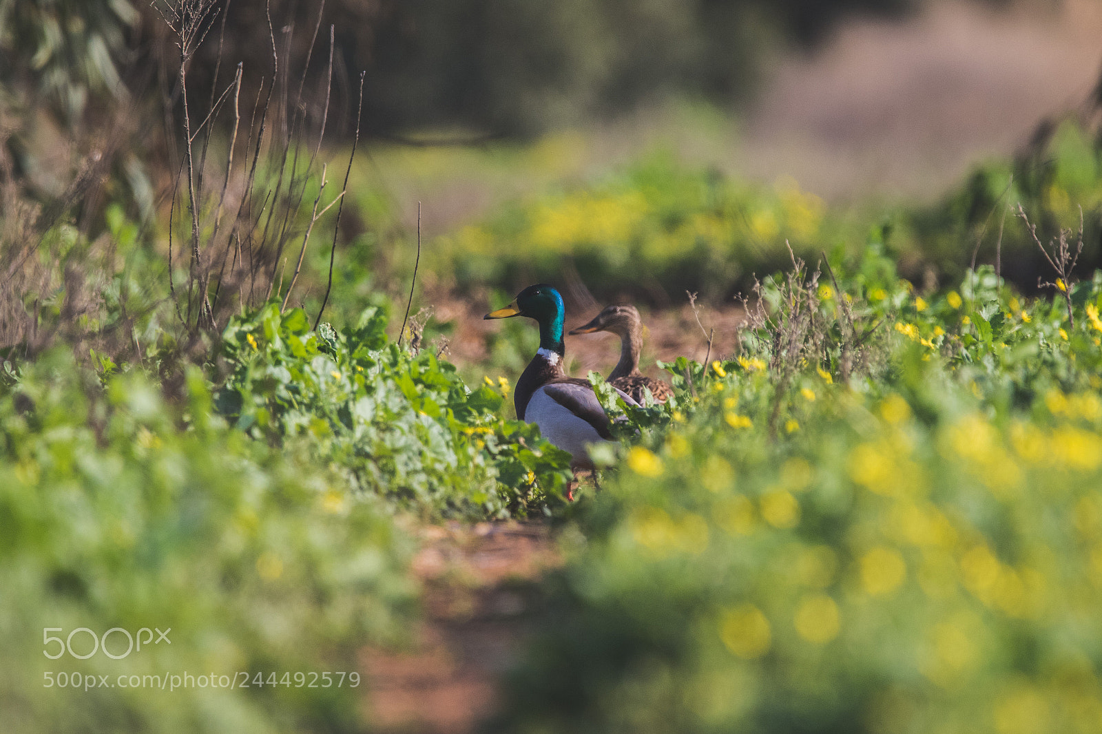 Canon EOS 7D Mark II sample photo. He and she photography