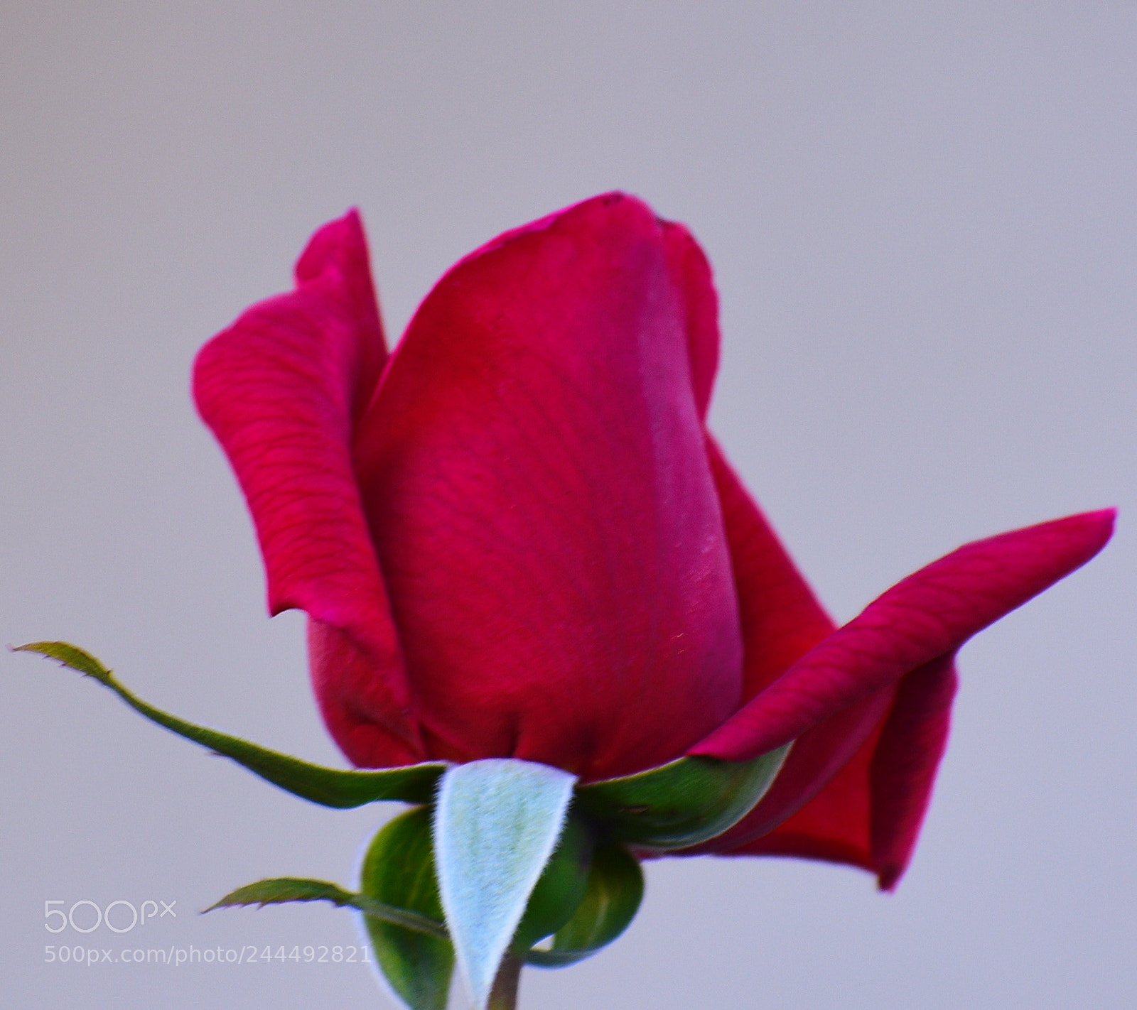 Nikon D7200 sample photo. A blossoming red rose photography