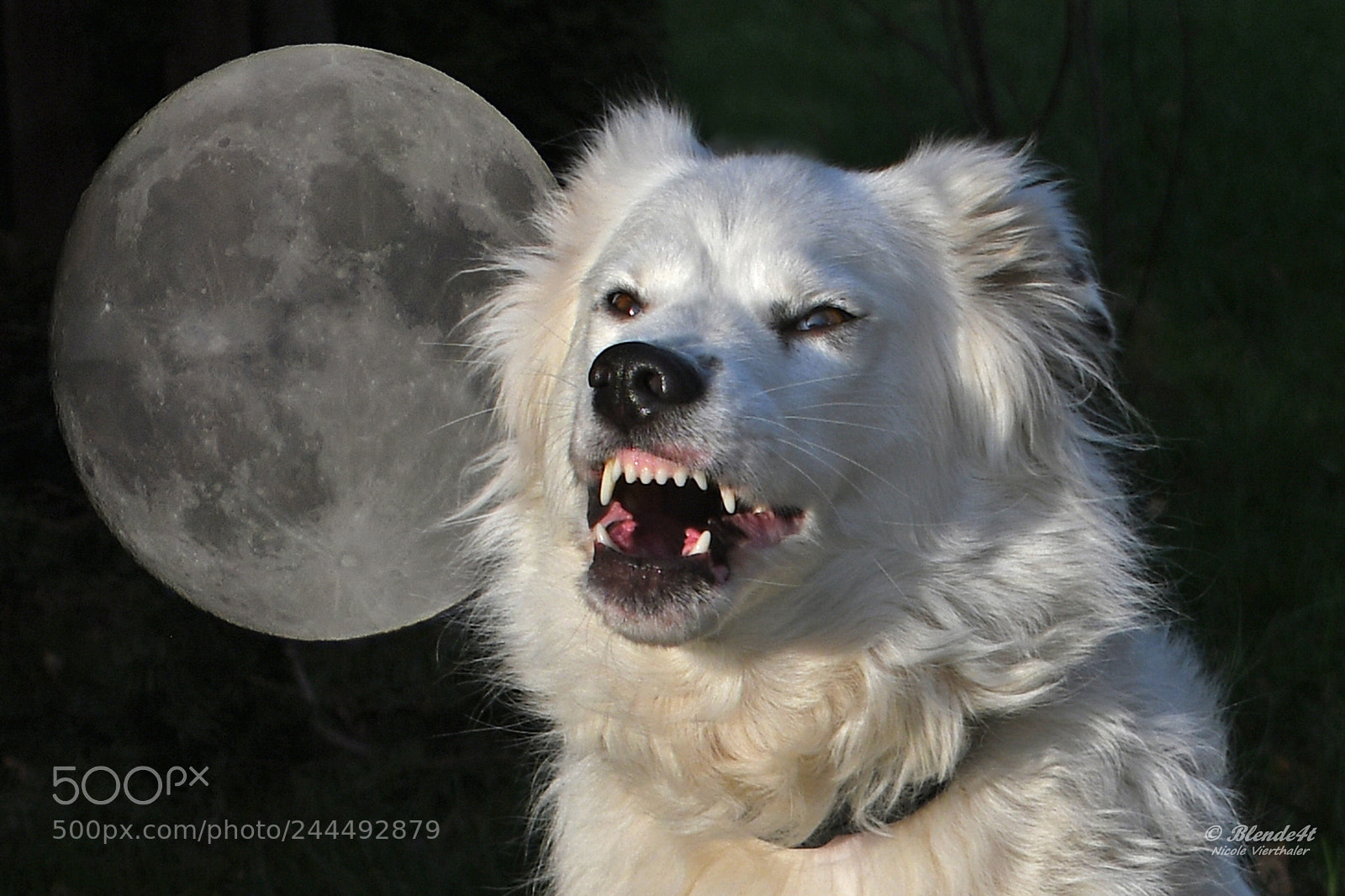 Nikon D500 sample photo. Whitewolf photography
