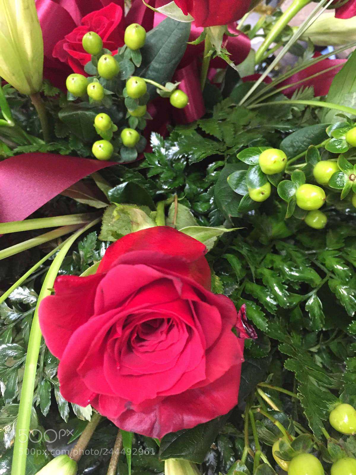 Apple iPhone 6 Plus sample photo. Today’s flower ? photography