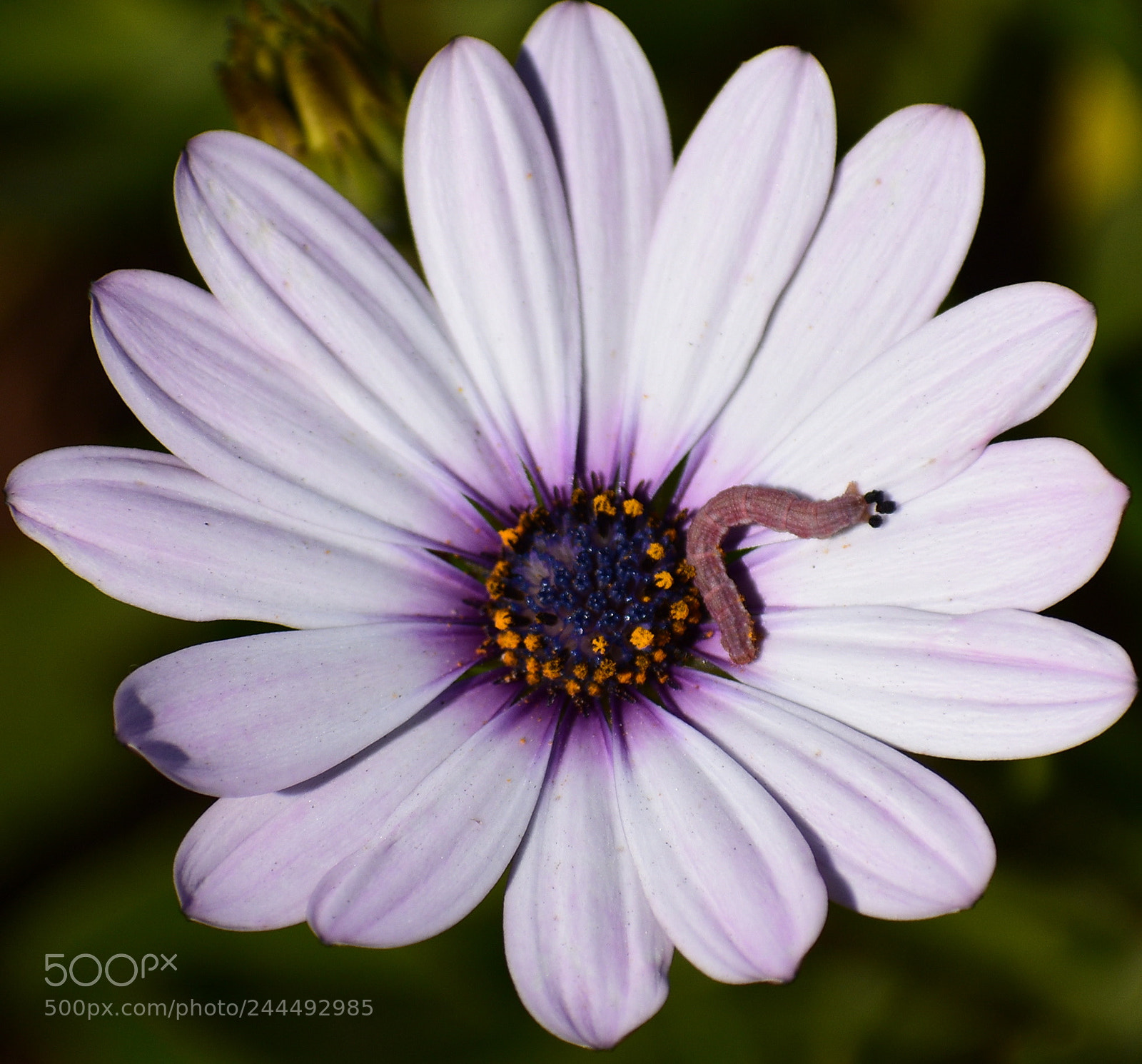 Nikon D7200 sample photo. Caterpillar on a white photography