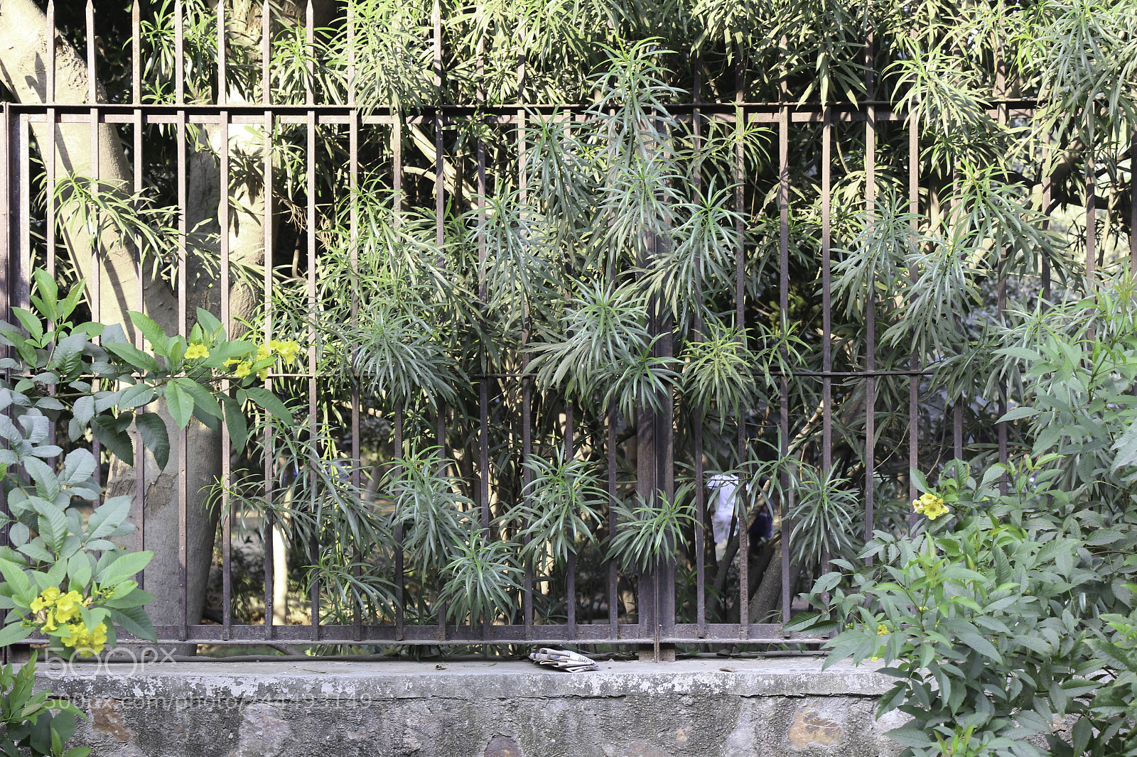 Canon EOS 650D (EOS Rebel T4i / EOS Kiss X6i) sample photo. Flowers and leaves around photography