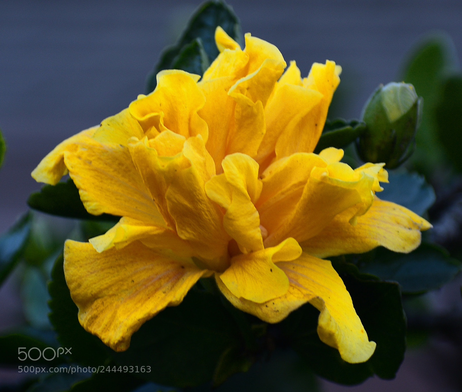 Nikon D7200 sample photo. Yellow flower in the photography