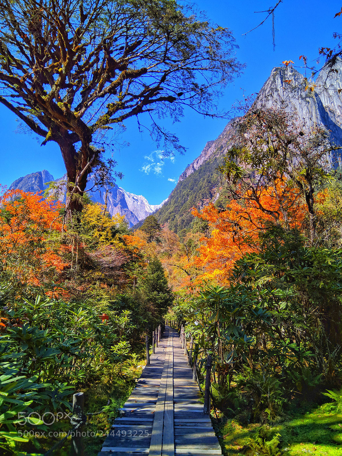 Xiaomi MI MAX sample photo. Autumn ablaze photography