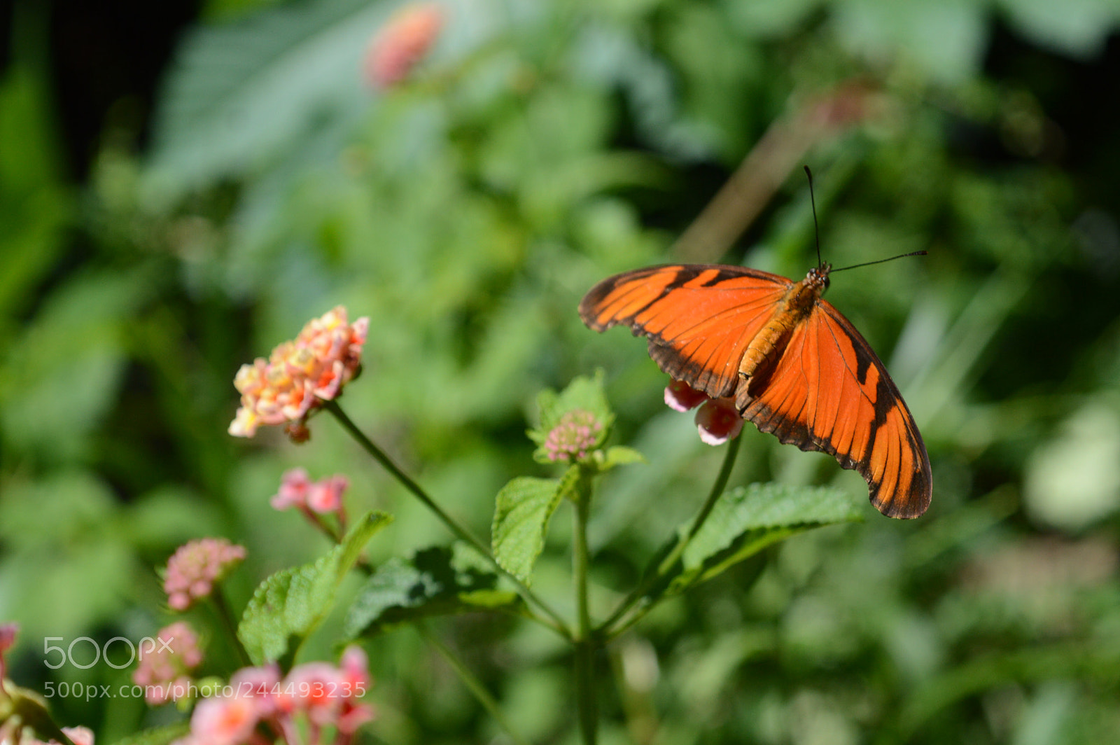 Nikon D3200 sample photo. Untitled photography