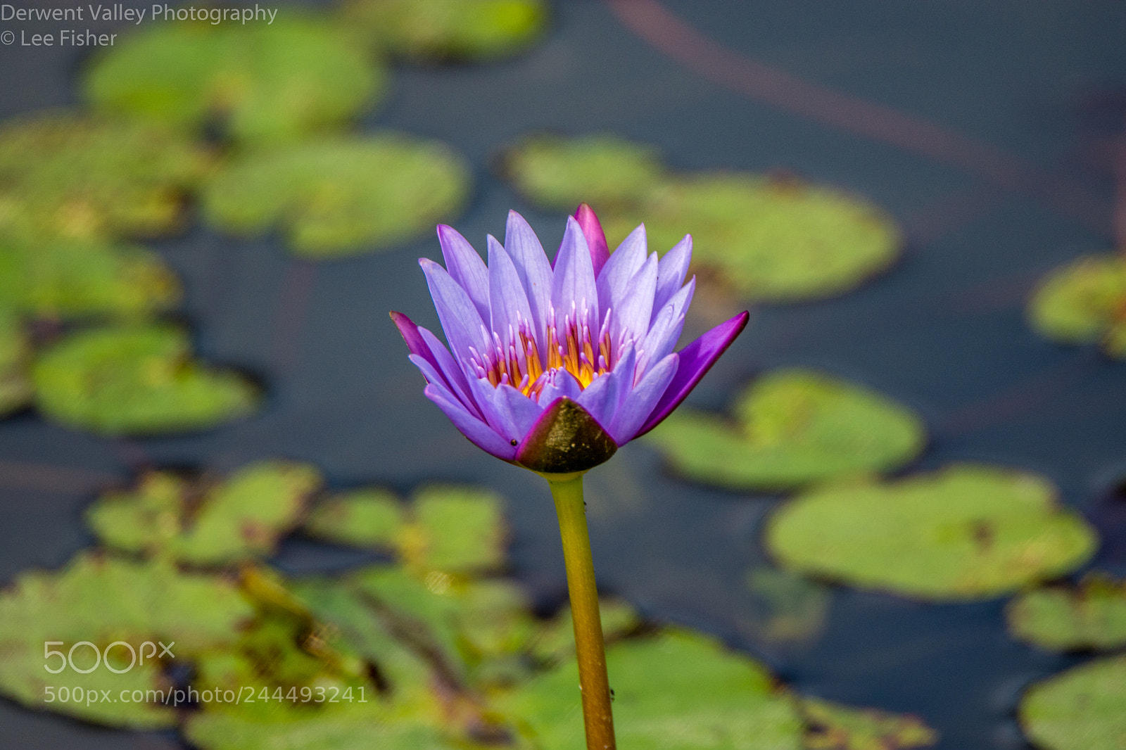 Nikon D7200 sample photo. Lilly flower photography