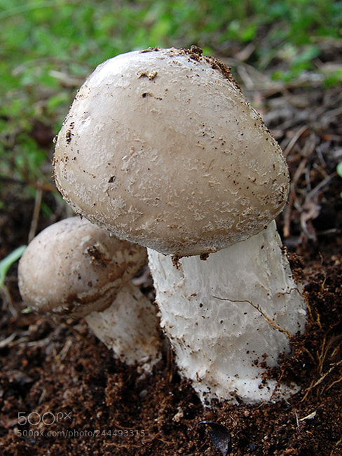 Nikon D40 sample photo. Amanita excelsa a spissa photography