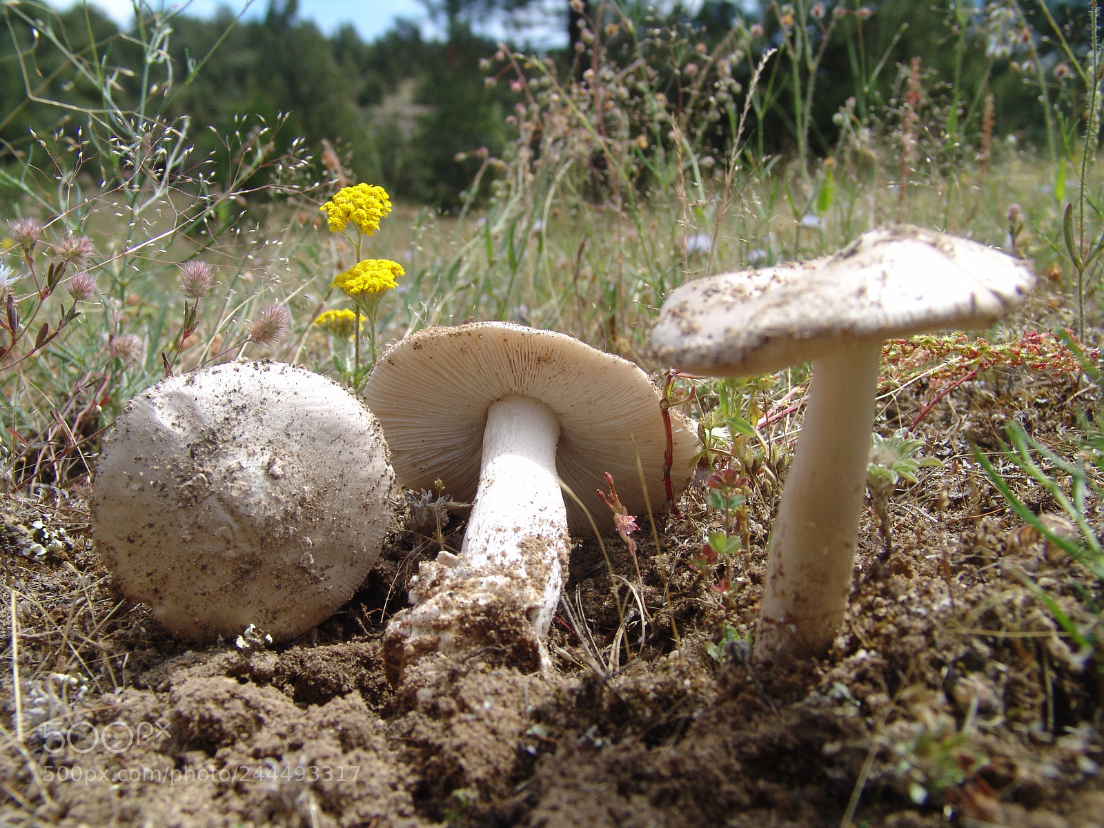 Sony DSC-F828 sample photo. Amanita maireii photography