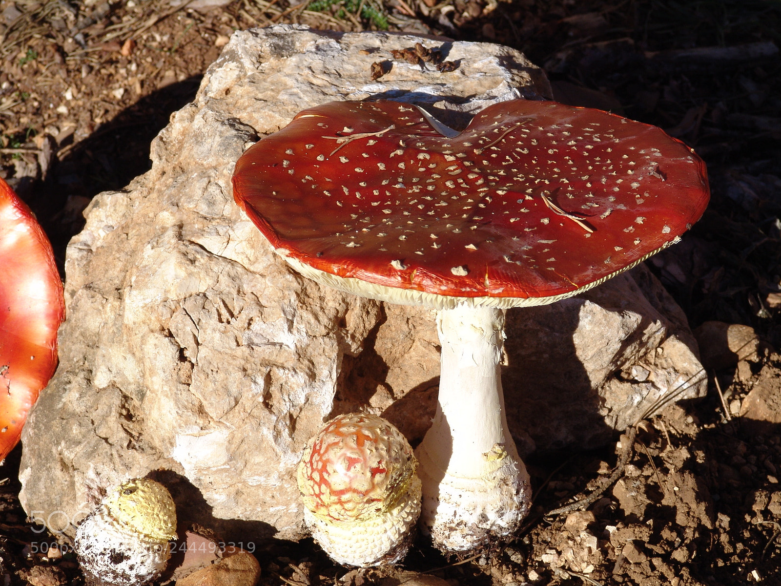 Sony DSC-F828 sample photo. Amanita muscaria photography