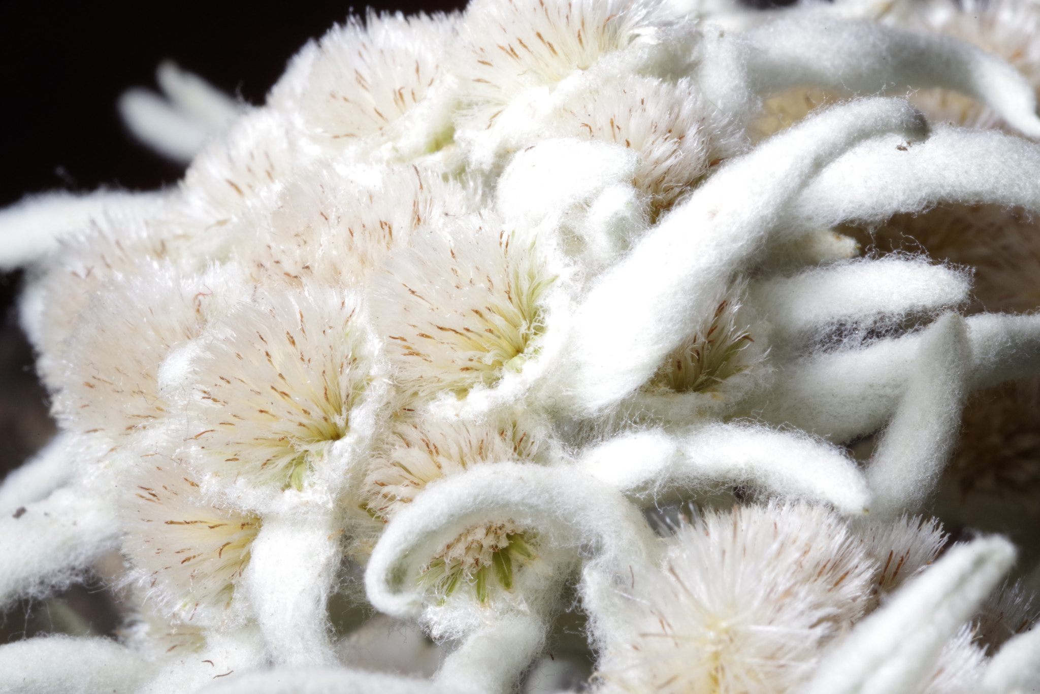 Pentax smc D-FA 100mm F2.8 Macro WR sample photo. Purity of white (leontopodium alpinum) photography