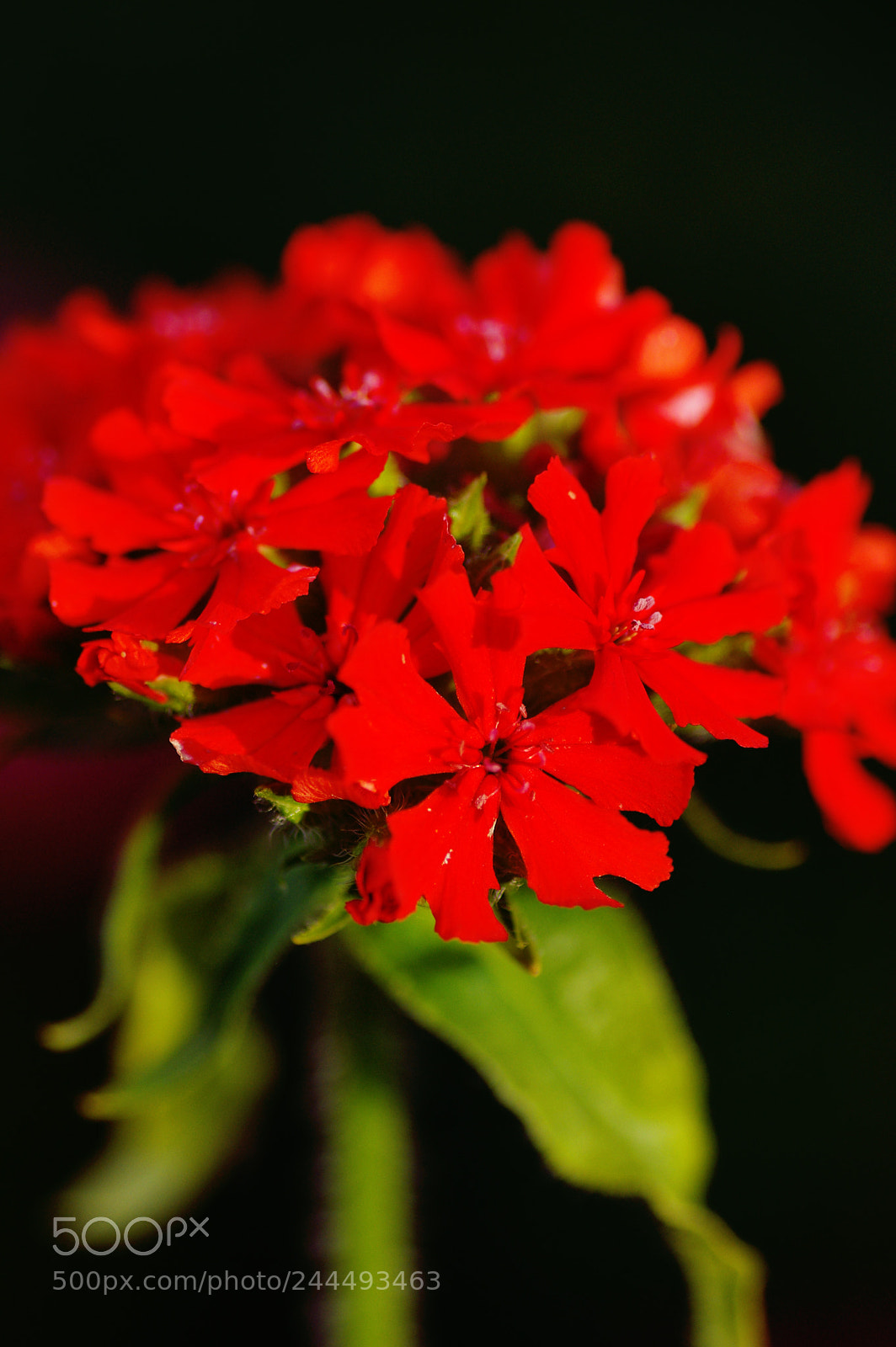 Pentax K200D sample photo. Red photography