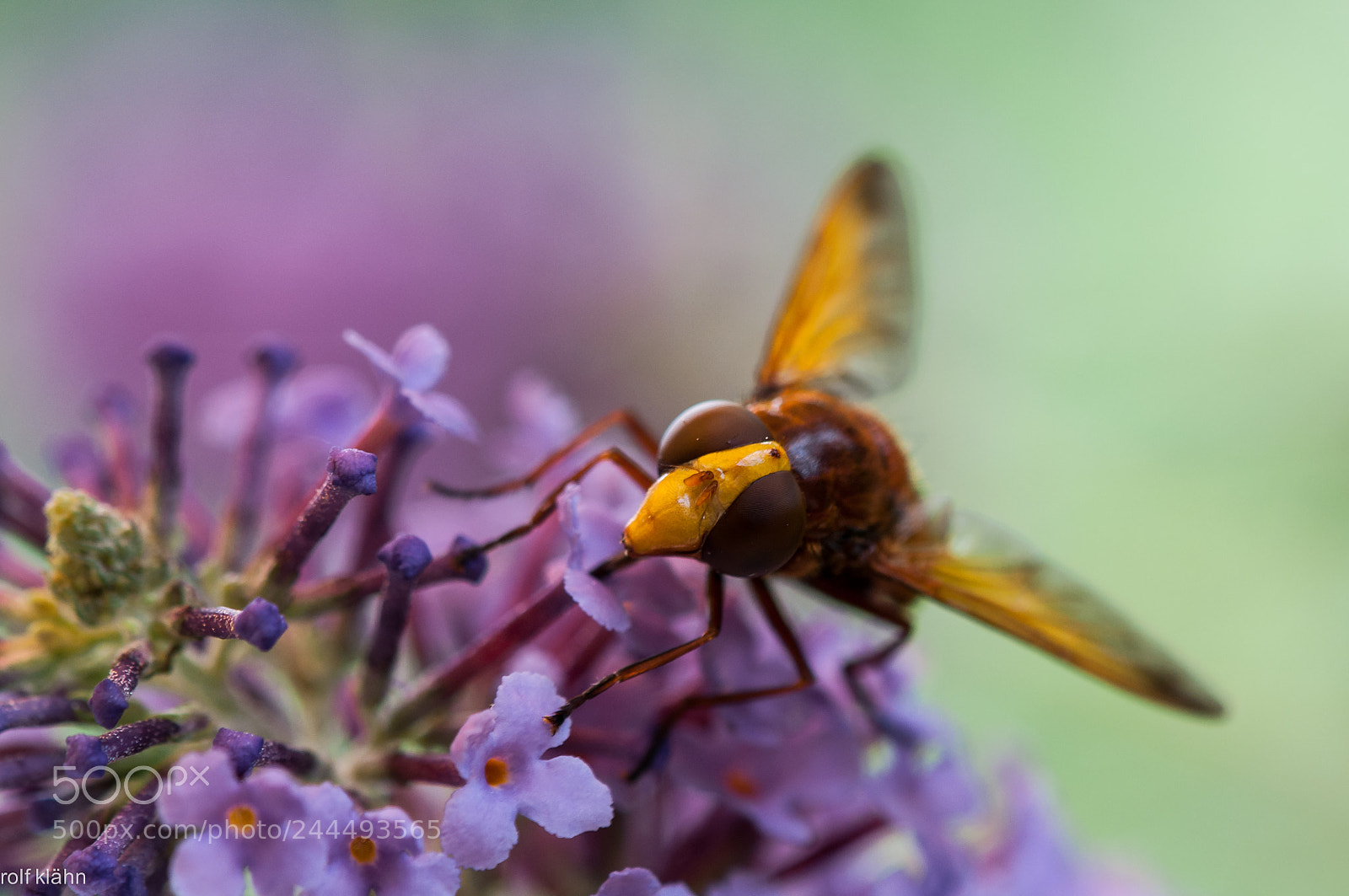 Nikon D90 sample photo. Hornisse photography