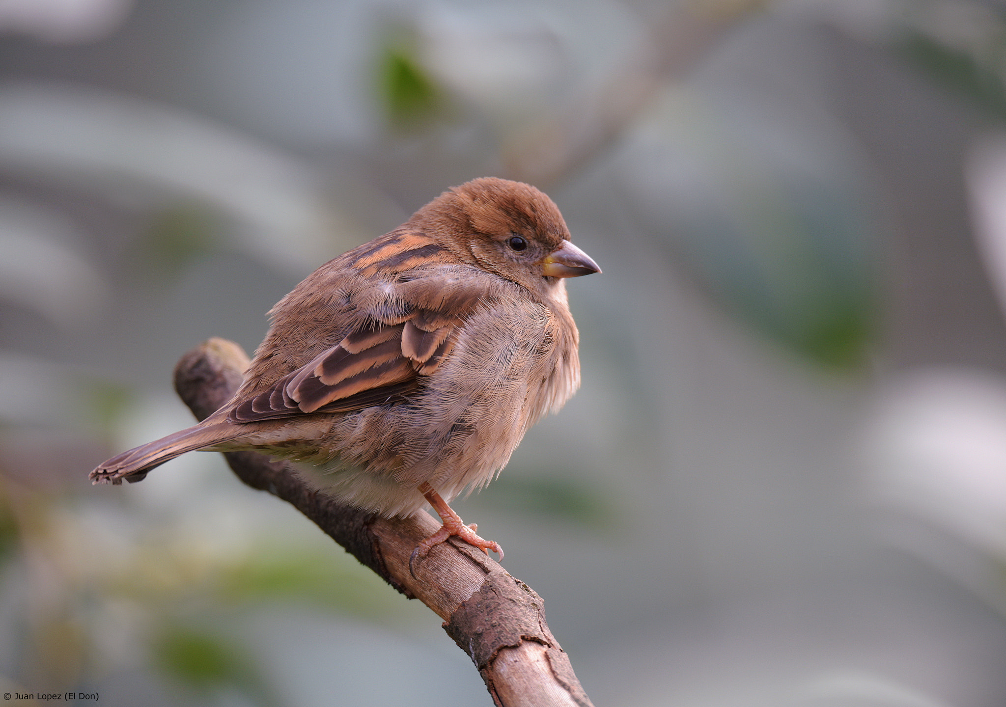Sigma 150-600mm F5-6.3 DG OS HSM | S sample photo. Bird..fragile..!! photography