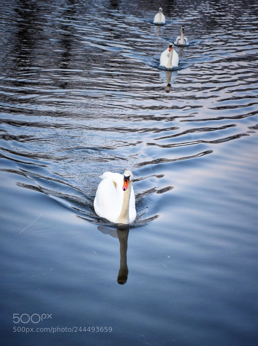 Nikon D5500 sample photo. Swan lake photography