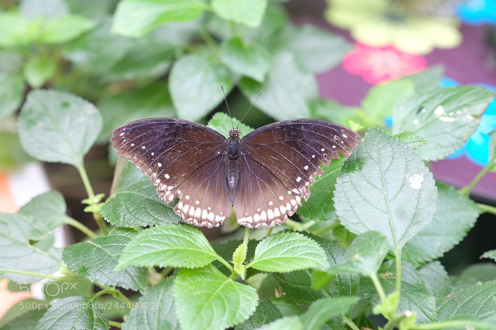 Fujifilm X-T2 sample photo. Untitled photography