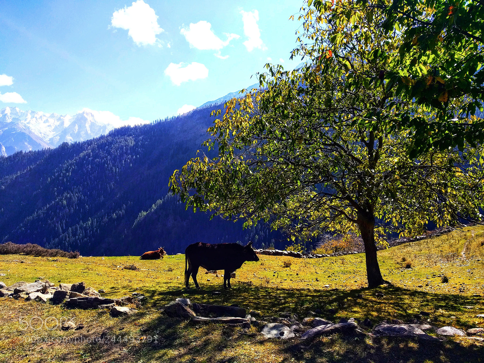 LG Nexus 5X sample photo. Sangla hill, kinnaur photography