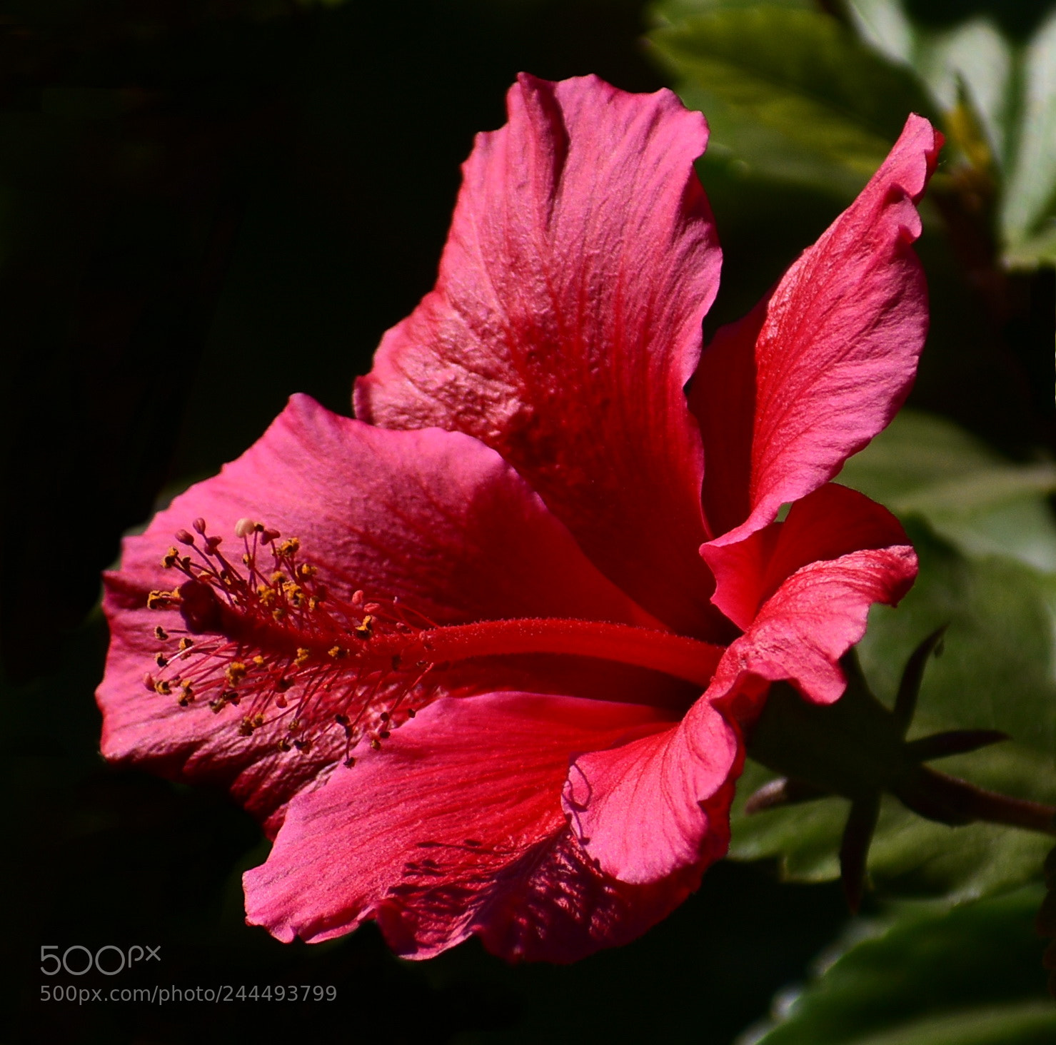 Nikon D7200 sample photo. Red hibiscus flower in photography