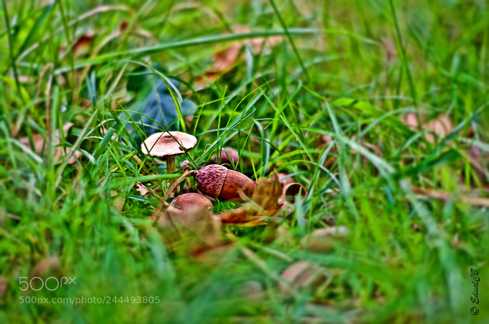 Pentax K-5 sample photo. Mushroom and acorns photography