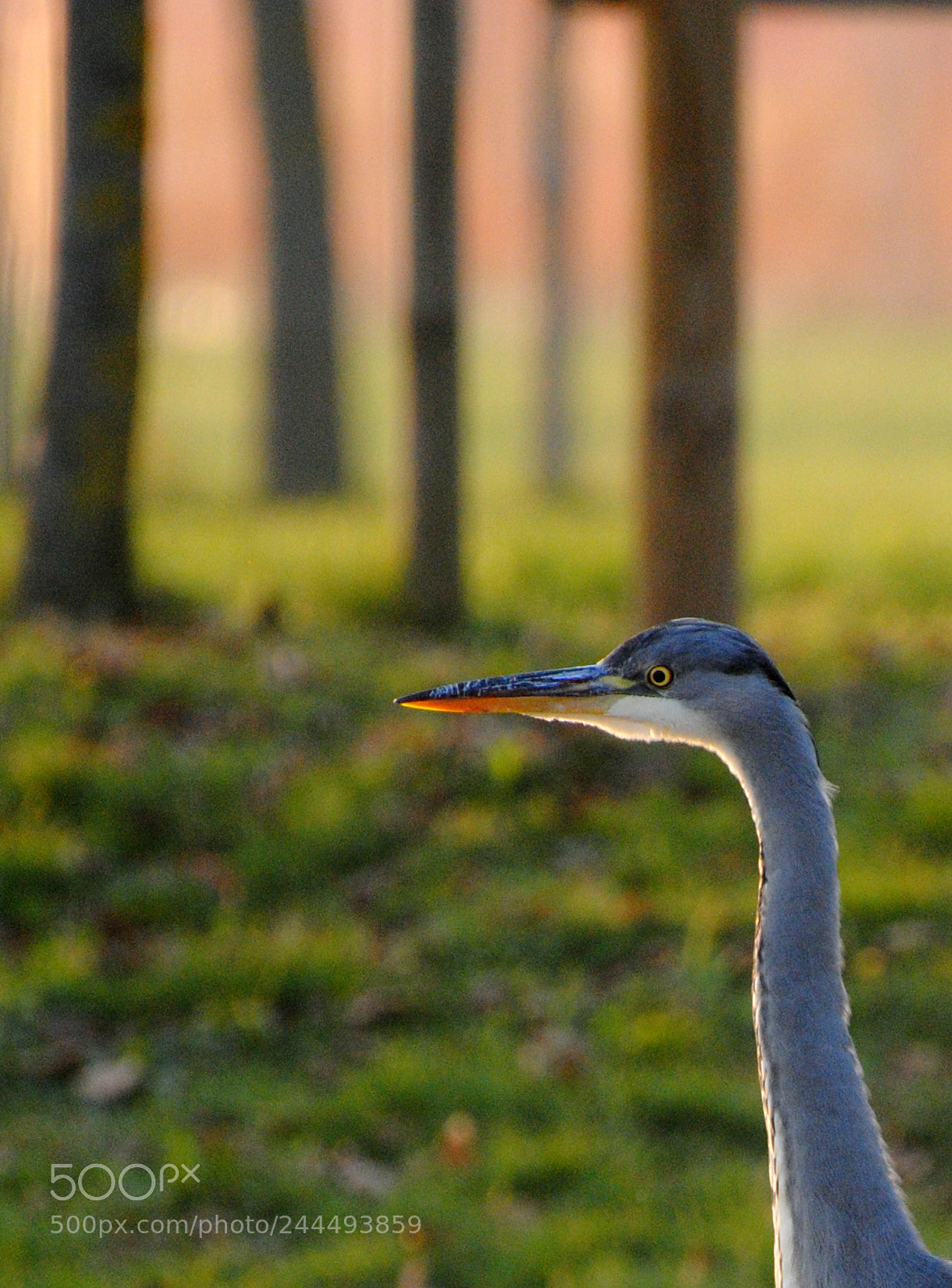 Nikon D3000 sample photo. Con il bosco rosa photography