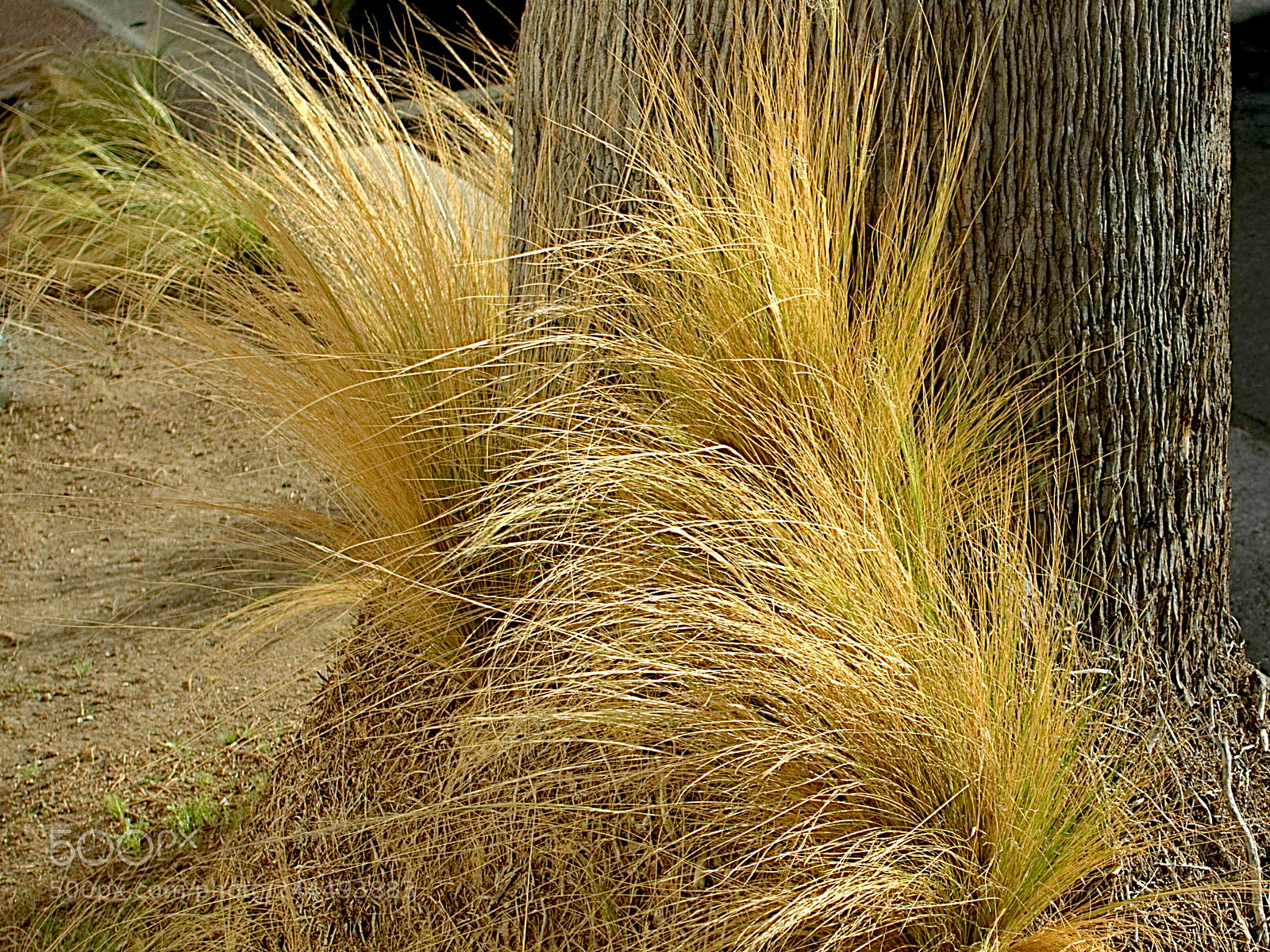 Sony Cyber-shot DSC-RX100 III sample photo. Golden grass photography