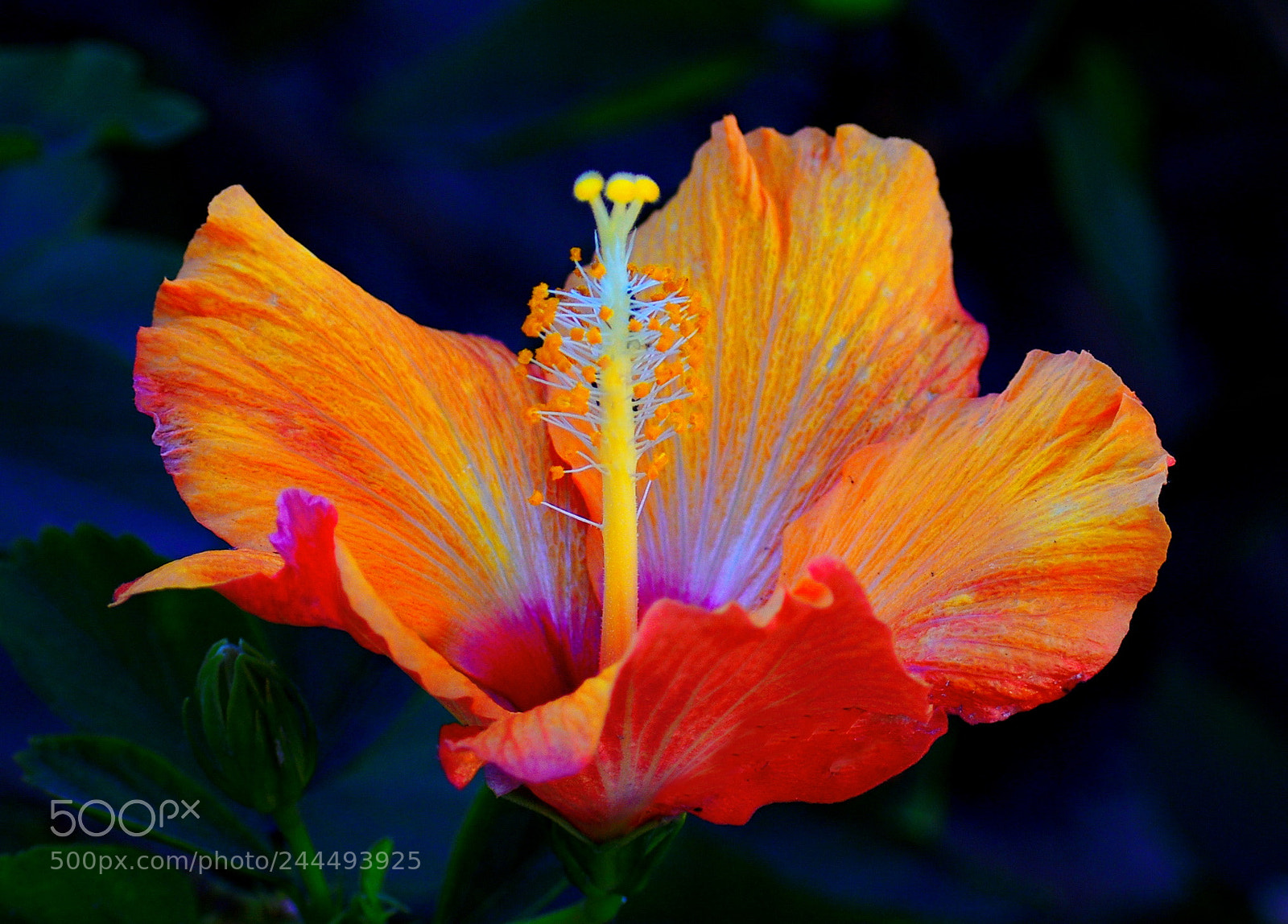 Nikon D7200 sample photo. Blossoming gold hibiscus photography