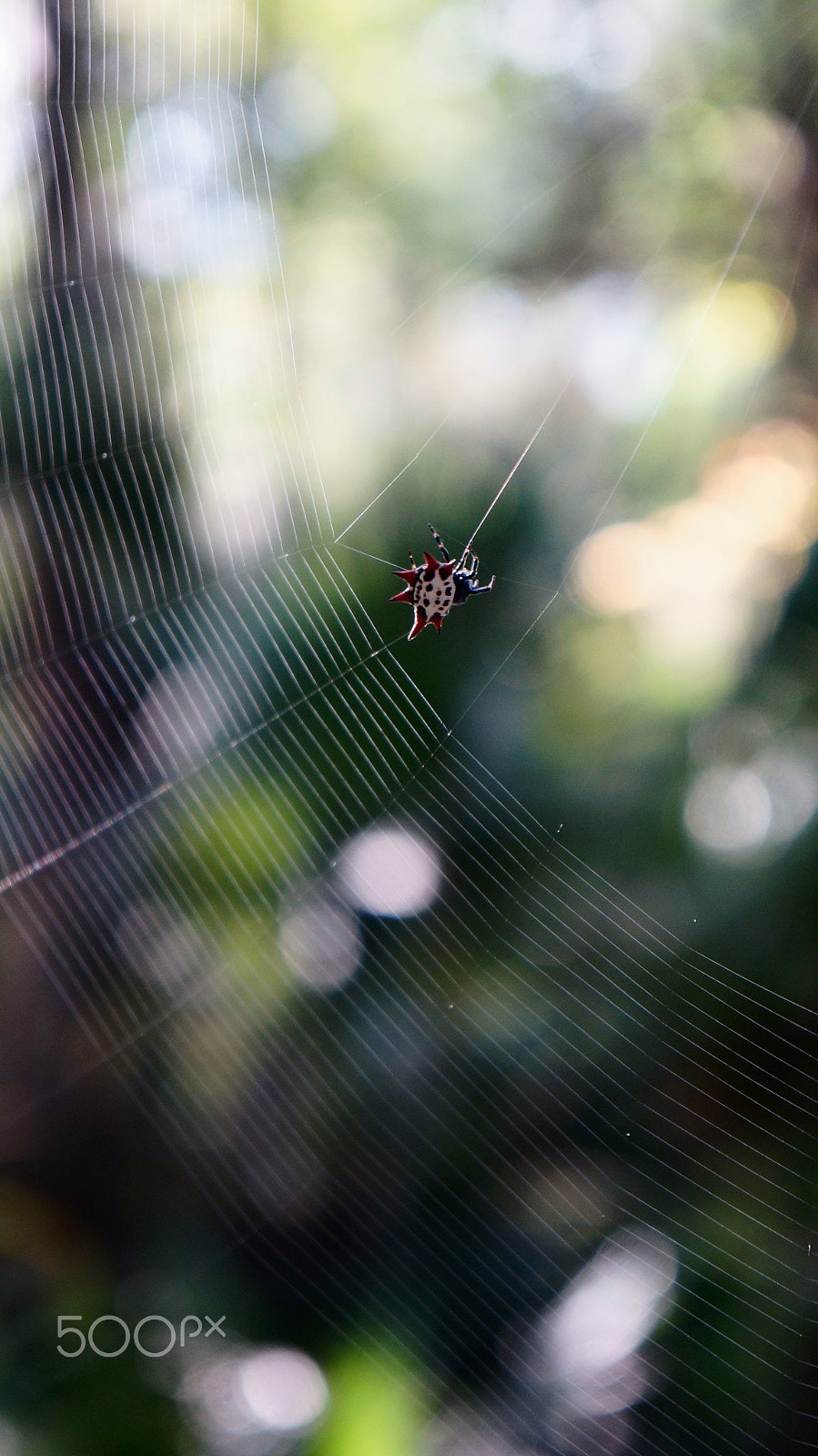 Sony E 18-55mm F3.5-5.6 OSS sample photo. Spineybacked orb weaver photography