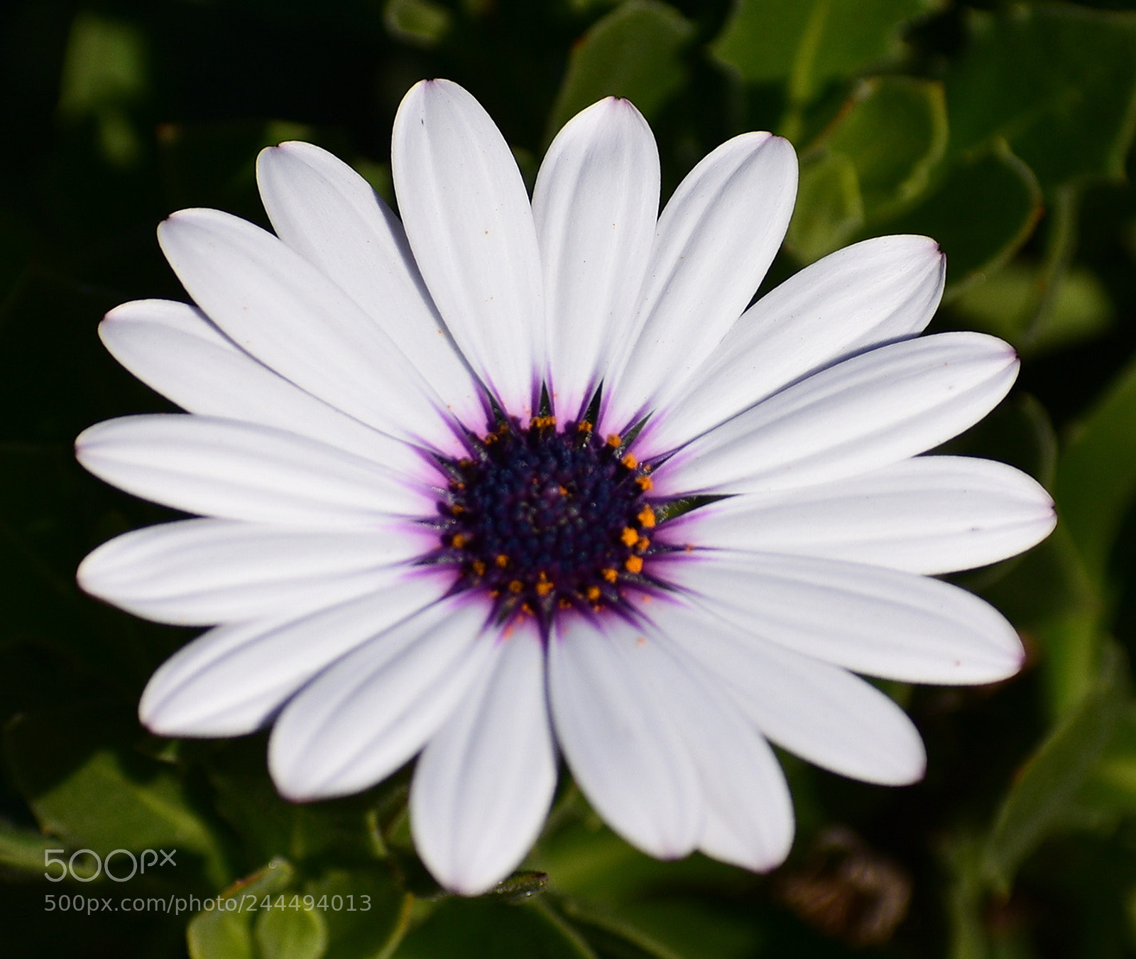 Nikon D7200 sample photo. A beautiful white and photography