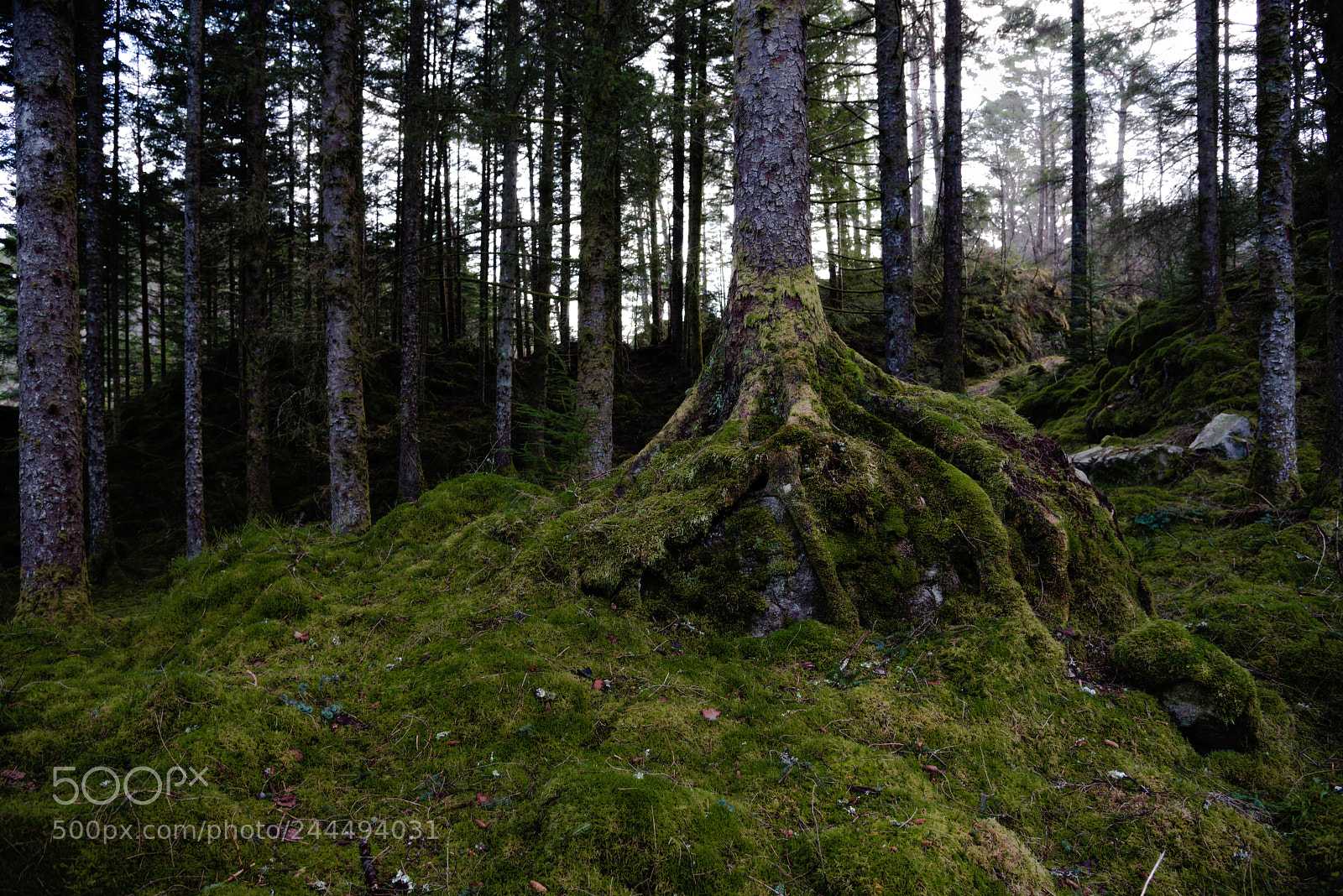Nikon D800 sample photo. Roots photography