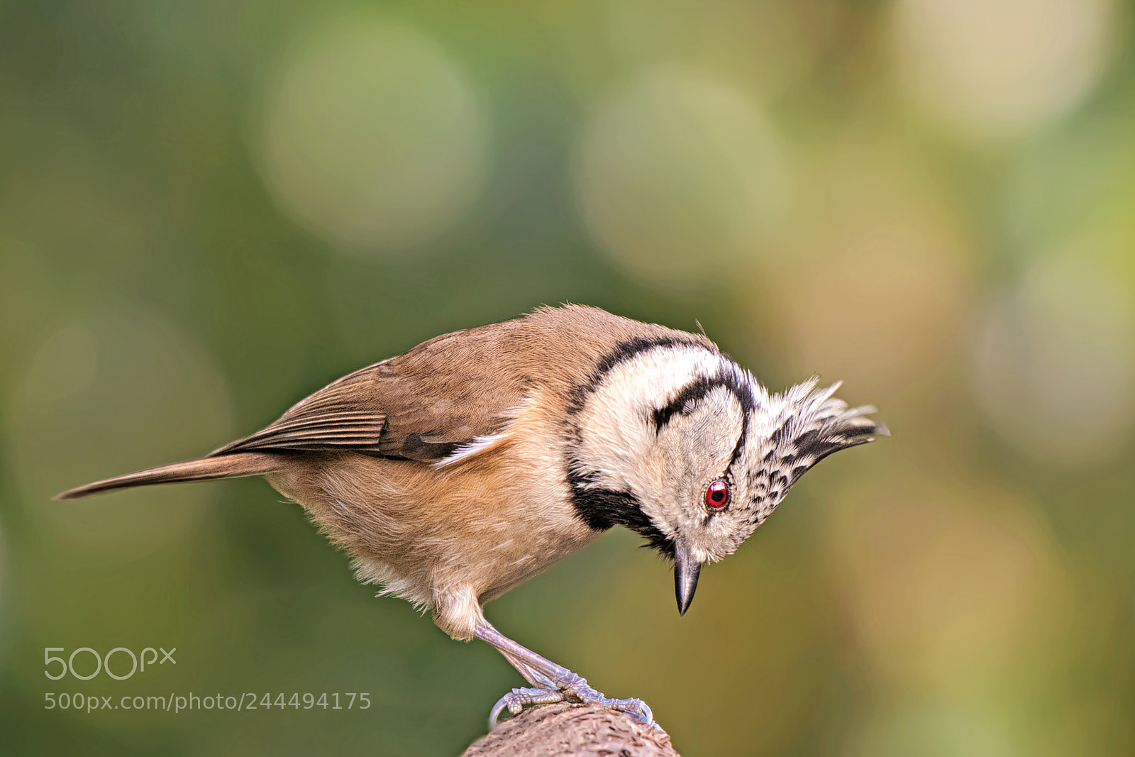 Nikon D500 sample photo. Crested tit... photography