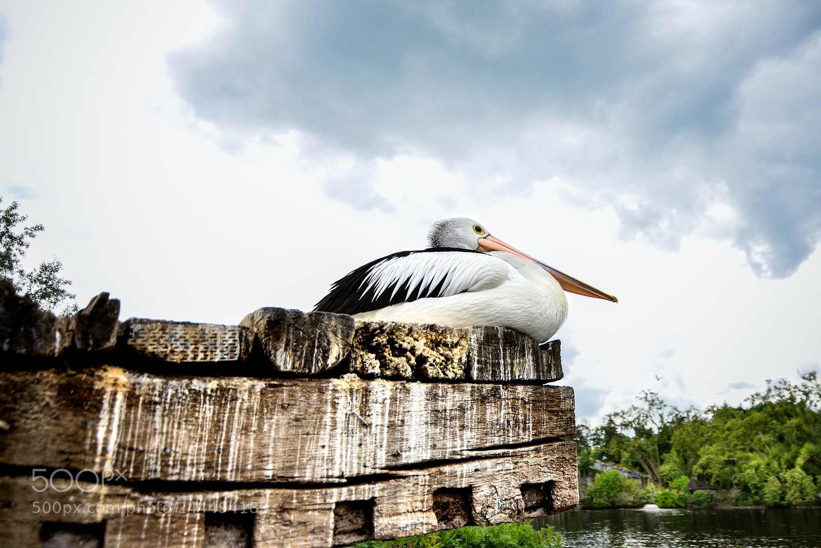 Nikon D800 sample photo. Pelican photography