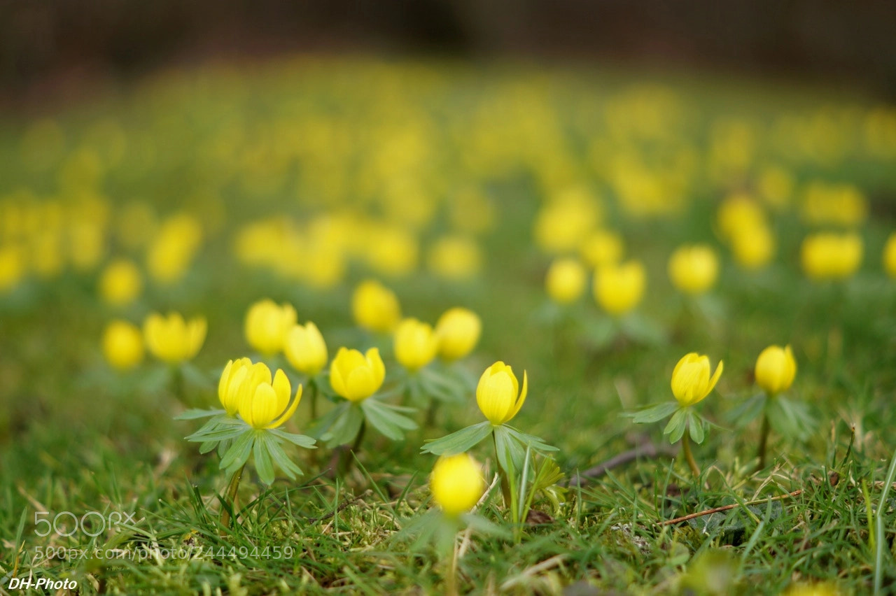 Sony ILCA-77M2 sample photo. Heralds of spring photography