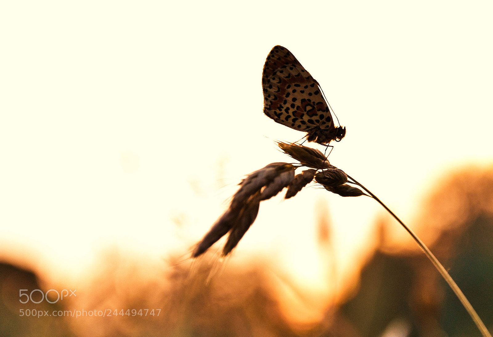 Nikon D5500 sample photo. Evening rest photography
