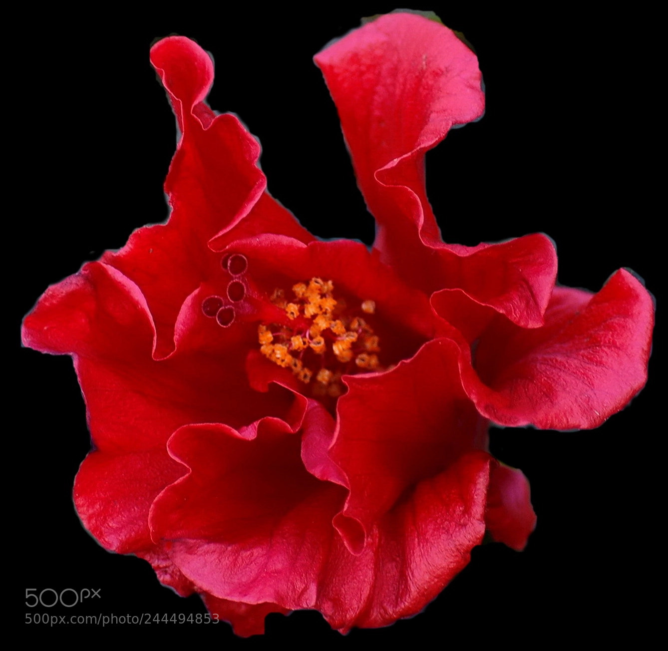 Nikon D7200 sample photo. A deep red hibiscus photography