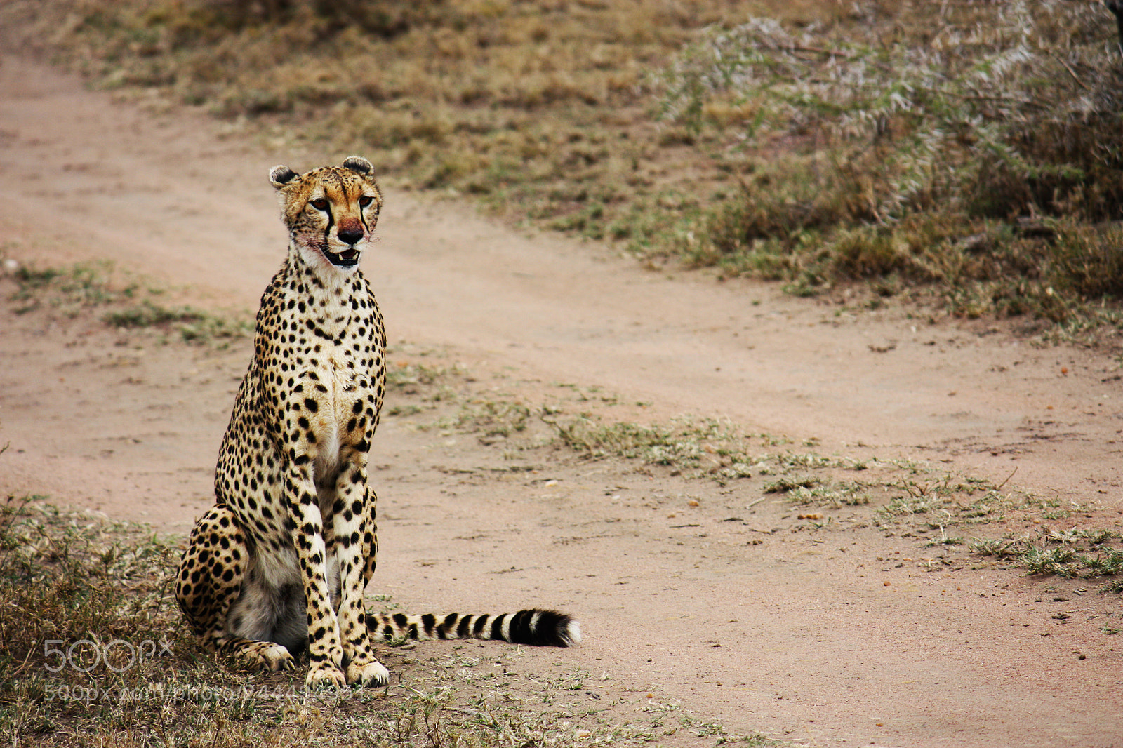 Canon EOS 450D (EOS Rebel XSi / EOS Kiss X2) sample photo. Cheetah after a hunt photography