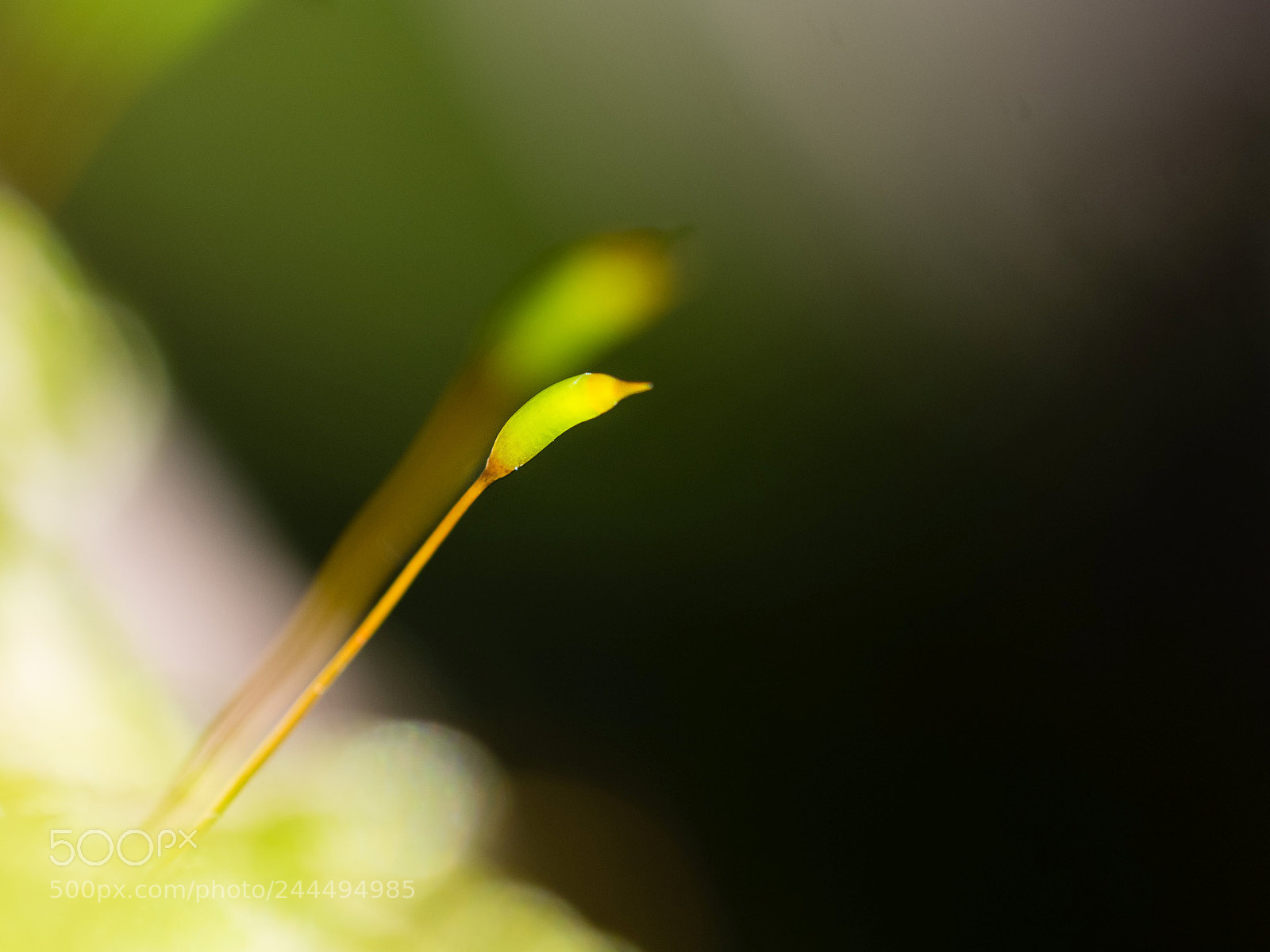 Olympus OM-D E-M1 sample photo. Mossy 3 photography