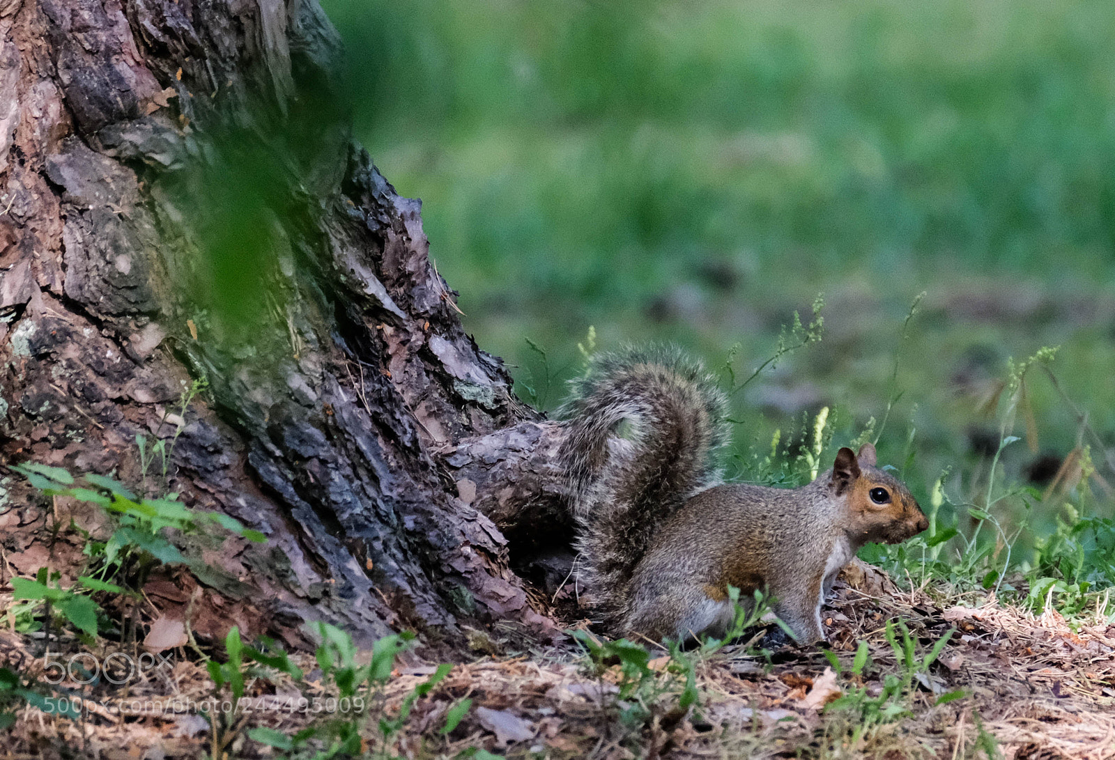 Fujifilm X-T2 sample photo. Grey squirrel photography