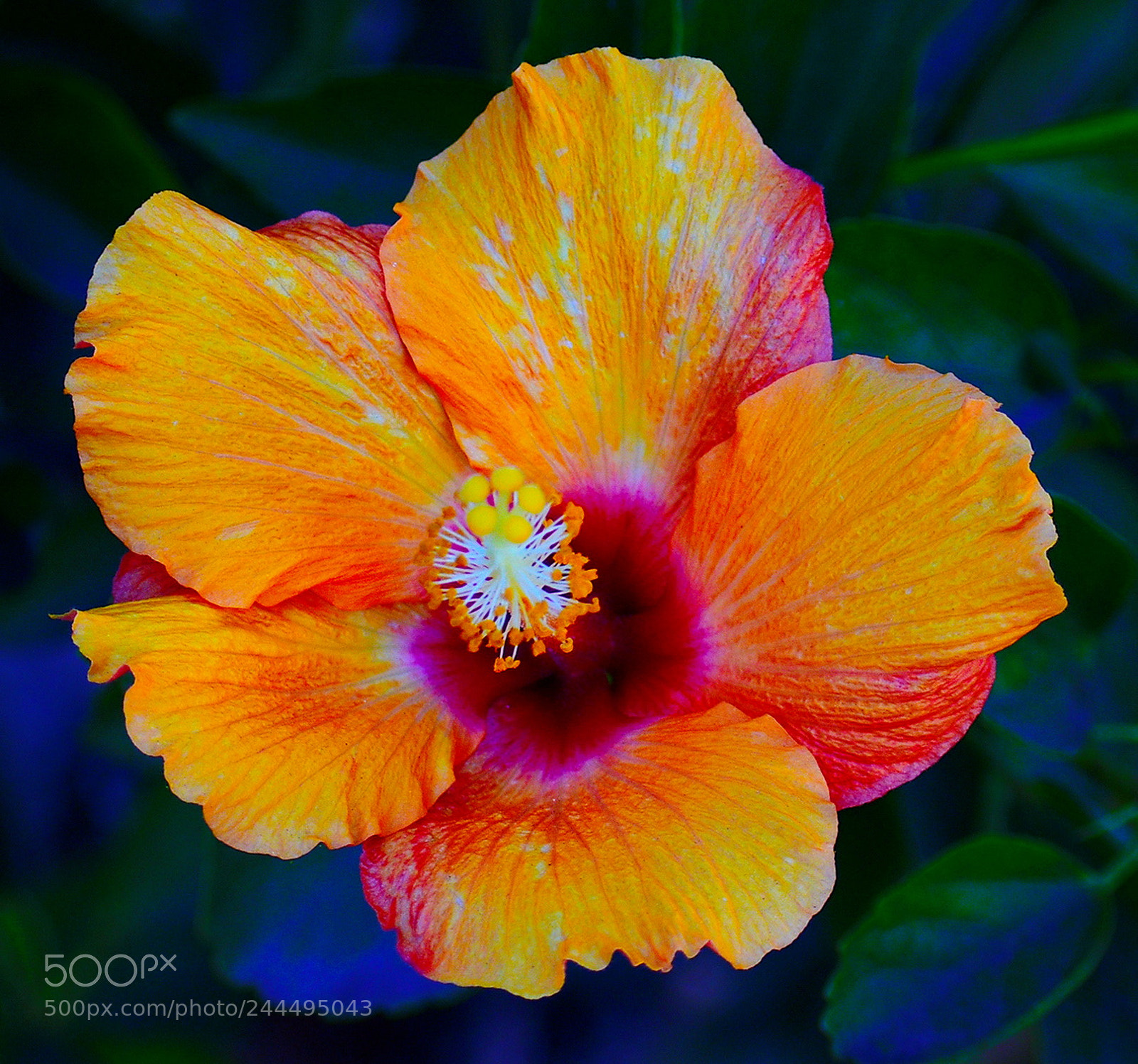 Nikon D7200 sample photo. A beautiful gold hibiscus photography