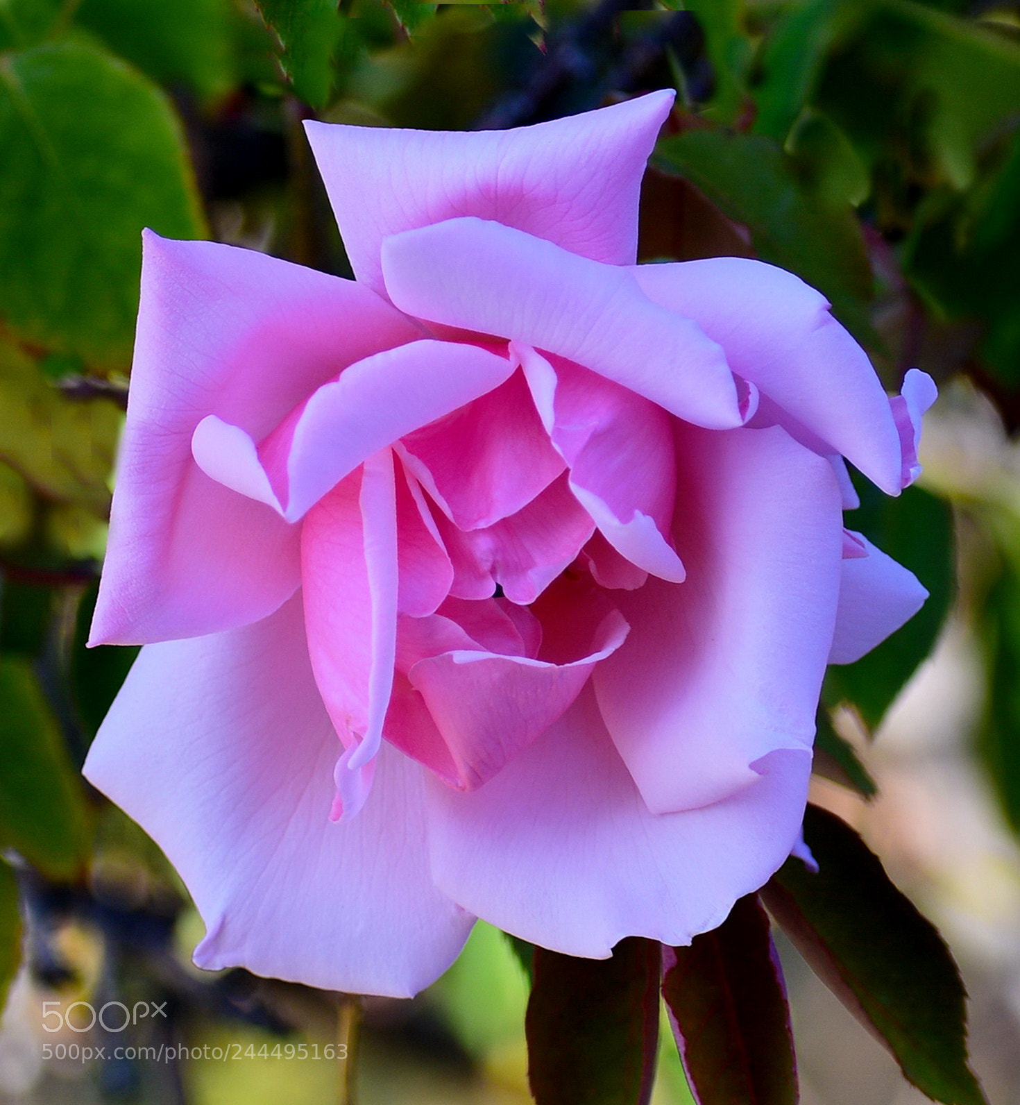 Nikon D7200 sample photo. A beautiful purple rose photography
