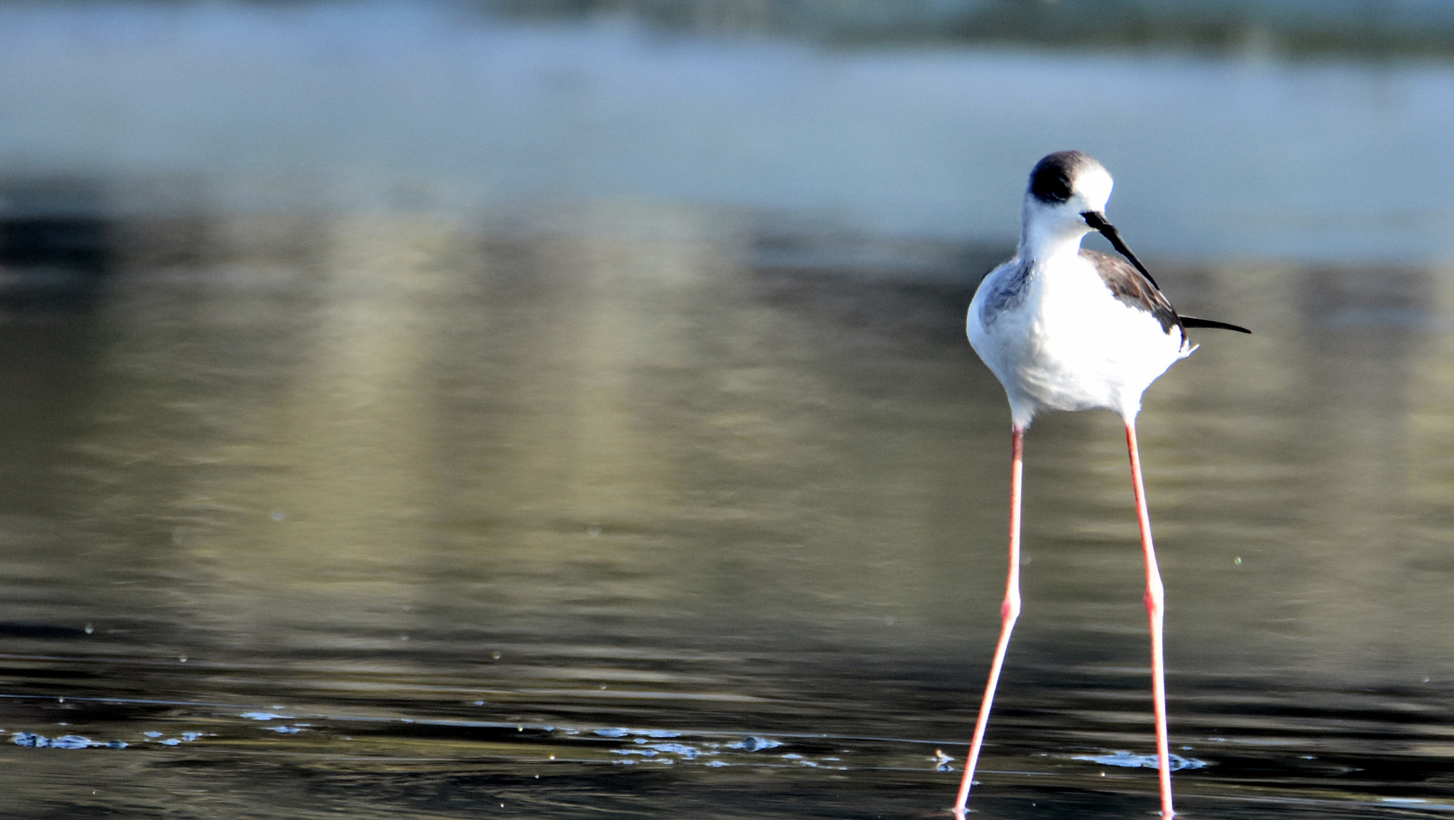 Nikon D7200 sample photo. Stilt photography