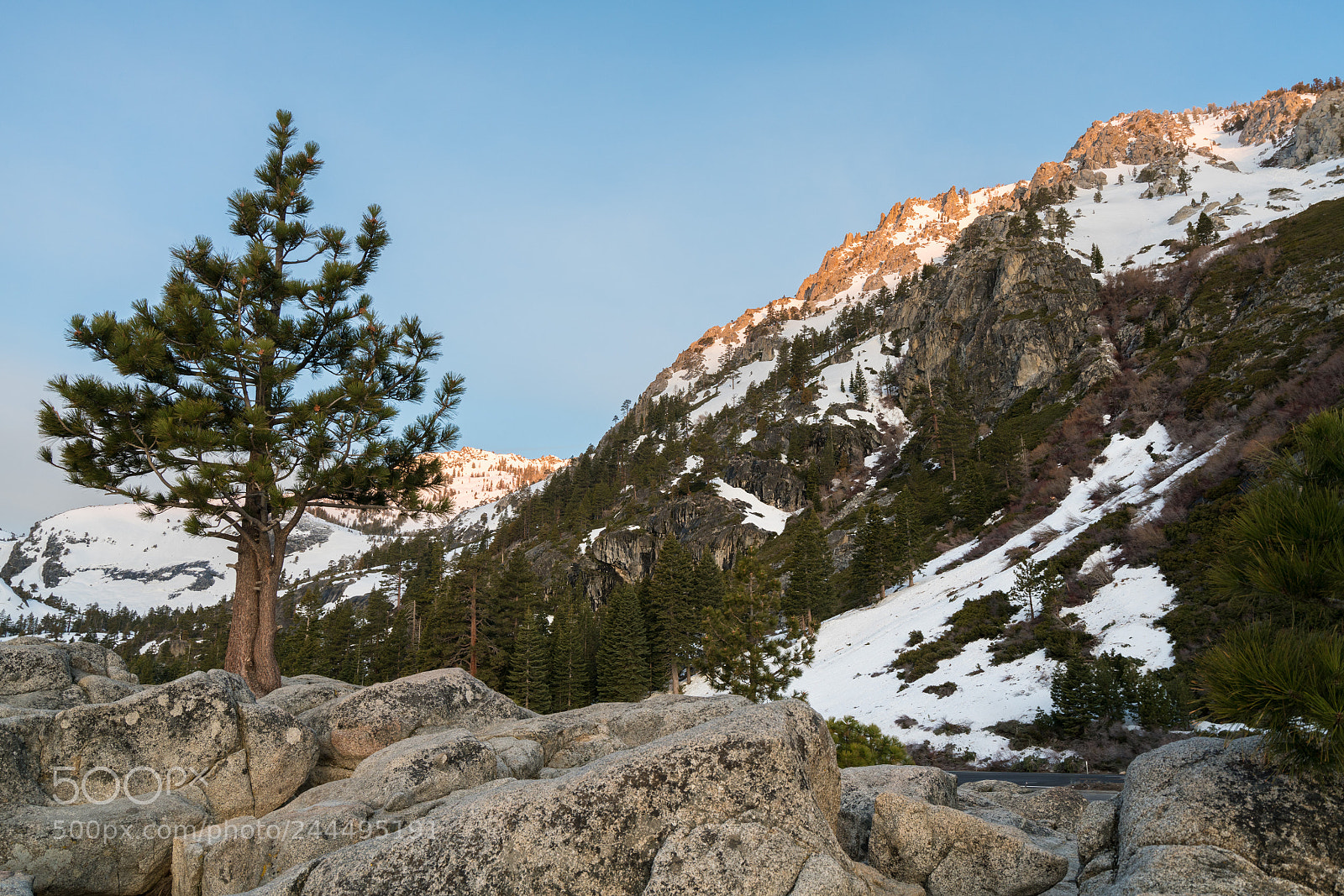 Sony a7R II sample photo. Lone pine or fir photography