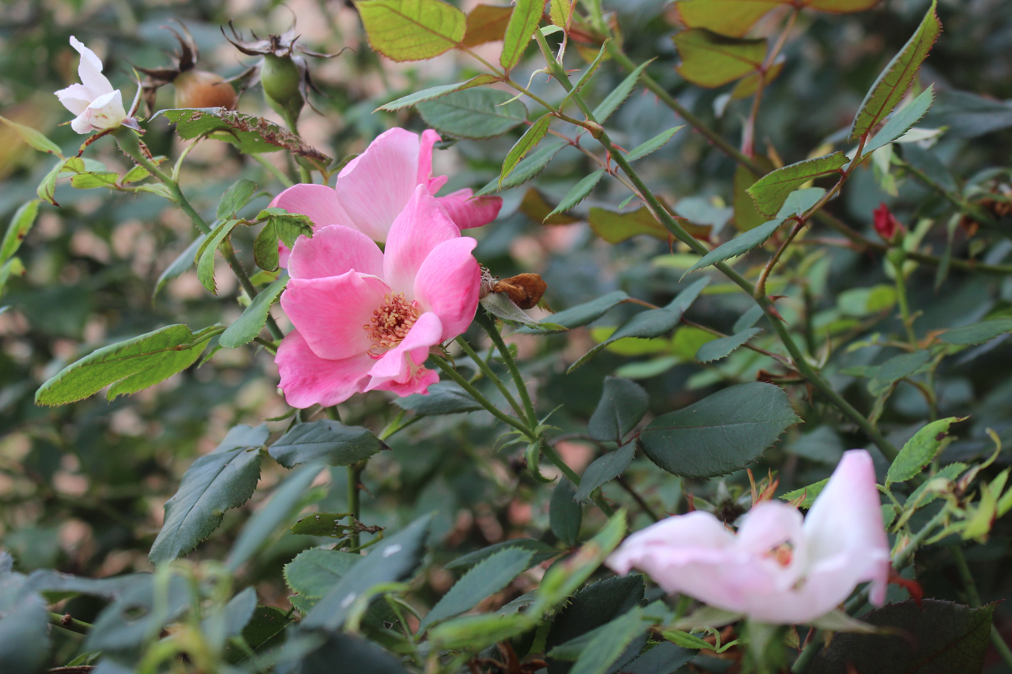 Canon EOS 600D (Rebel EOS T3i / EOS Kiss X5) sample photo. Img photography