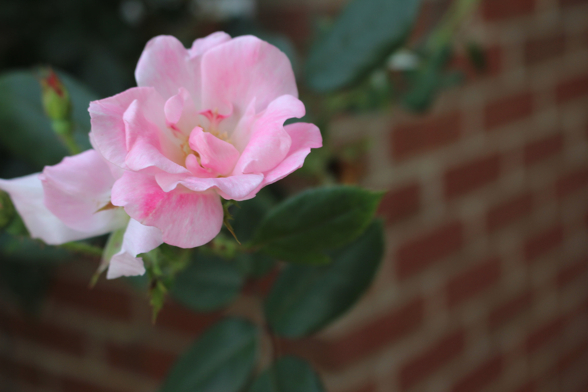 Canon EOS 600D (Rebel EOS T3i / EOS Kiss X5) sample photo. Img photography